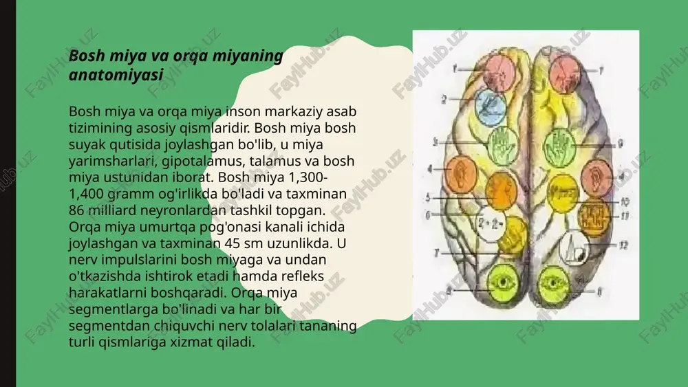 boshmiyavaorqamiyaninganatomiyasi - Page 3