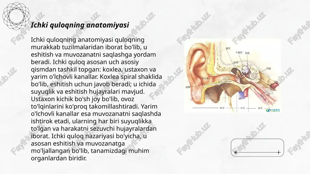 ng tanasi chig’anoq tugunida joylashgan bipolyar hujayralarning periferik uchlari qabul qiladi. uning markaziy o‘simtalari esa dahliz-chig‘anoq nervining chig‘anoq qismini hosil qilib, ichki eshituv yo‘li orqali rombsimon chuqurchada joylashgan ventral va dorsal chig‘anoq o‘zaklarda tugaydi. ventral o‘zak hujayra aksonlari qarama-qarshi tomonga yo‘nalib trapetsiyasimon tanani (corpus trapezoideum) hosil qiladi. dorsal o‘zak hujayra aksonlari rombsimon chuqurcha yuzasida joylashgan iv qorincha miya hoshiyalarini (stria medullaris) hosil qilib trapetsiyasimon tanaga qo‘shiladi. trapetsiyasimon tana tolalari tashqi tomonga bukilib, tashqi qovuzloqni (lemniscus lateralis) hosil qilib, po‘stloq osti eshituv markazlari: ichki tizzachali tana va to‘rt tepalikning pastki tepachalariga yo‘naladi. bu yerda joylashgan uchinchi neyronning aksonlari ichki kapsuladan o‘tib bosh miyaning chakka bo‘lagini yuqorigi pushtasida joylashgan eshituv markazida (geshl pushtasi) tugaydi. yangi tug‘ilgan chaqaloqda ichki quloq yaxshi taraqqiy etgan bo‘lib, xuddi kattalarnikiga o‘xshagan hajmga va tuzilishga ega. yarim doira kanallar devori yupqa bo‘ladi, u chakka suyagi piramidasining suyak nuqtalari hisobiga kattalashadi. o‘rta quloq (auris media) tarkibiga nog‘ora bo‘shlig‘i va …