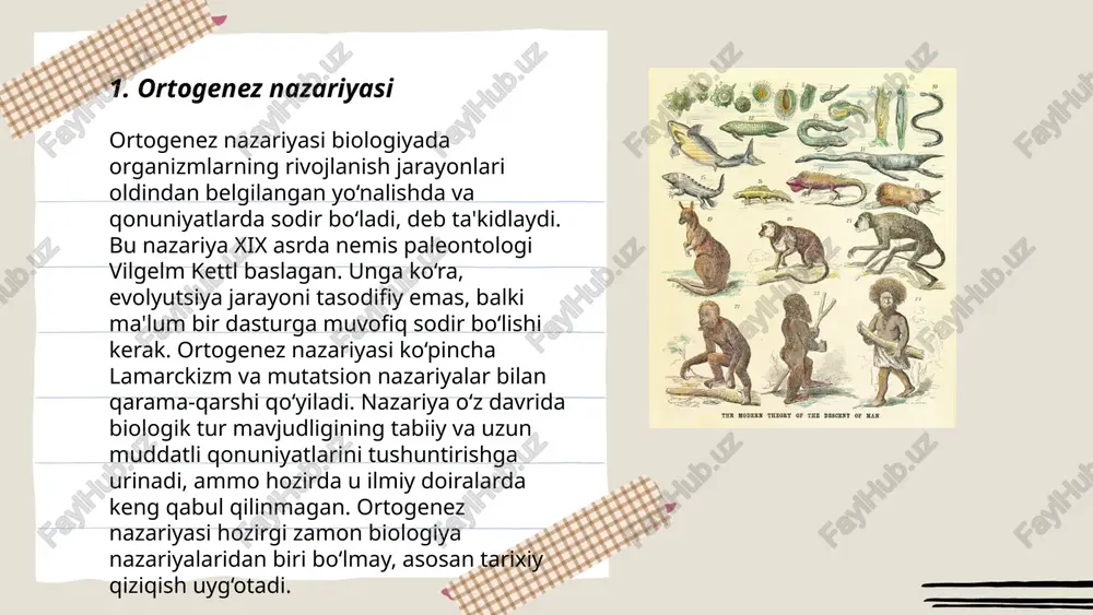 jarayon zigotaning blastula bosqichidan gastrulaga o‘tishida sodir bo‘ladi va uchta asosiy germinal qatlamlar hosil bo‘ladi: ektoderma, mezoderma va endoderma. gastrulatsiya davomida embrionning simmetriyasi va turli to'qimalar rivojlanishining boshlang‘ich asoslari shakllanadi. bu jarayon odatda 2-3 xaftalar oralig'ida sodir bo'ladi. harakatlar invaginatsiya, delaminatsiya, involyutsiya va migratsiya kabi mexanizmlar orqali yuz beradi. gastrulatsiya jarayoni hayvonlar va odamlarda to‘g‘ridan-to‘g‘ri rivojlanish jarayonining ajralmas qavati hisoblanadi. ... t.me/slaydai_bot 7. organogenez organogenez – bu embrionda organlarning shakllanish va rivojlanish jarayonidir. bu jarayon odatda uch bosqichga bo'linadi: boshlang'ich, tuzilma va yakuniy rivojlanish. boshlang'ich bosqichda uch haftalik embrionda ektoderma, mezoderma va endoderma kabi uchta jinsiy qatlam hosil bo'ladi. har bir qatlam ma'lum organ va to'qimalarni rivojlantiradi. masalan, ektoderma asab tizimi va terini hosil qiladi. mezoderma esa muskullar va suyaklarni hosil qiladi. endoderma ichki organlar, jumladan me'da-ichak tizimi va o'pka rivojlanishida ishtirok etadi. bu jarayon inson homilasida taxminan sakkizinchi haftagacha davom etadi. ... t.me/slaydai_bot asab to‘qimalari rivojlanishi bir necha bosqichlarni …