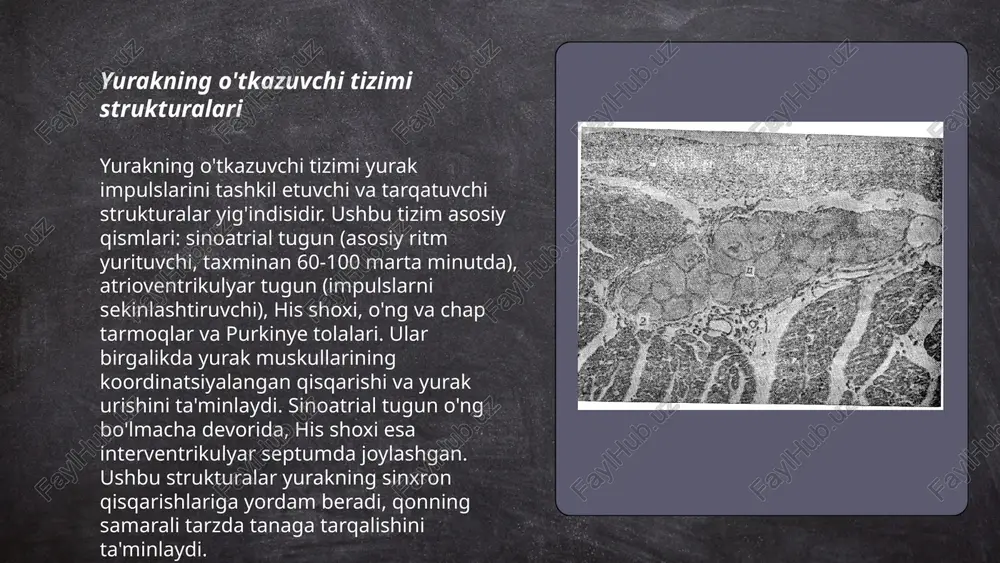 ak tipik mushagi mitoxondriyalarga boy. ular cho’ziq, oval shaklida bo’lib, miofibrillalar orasida tizilib yotadi. ba’zan yadro yonida mitoxondriyalarning to’plamlarini ko’rish mumkin. shuningdek, mitoxondriyalar sarkolemma ostida, kapillyarlar yaqinida miofibrillalarga zich yopishib yotadi. mitoxondriyalar ko’p miqdorda zich yotgan kristallarga ega. image1.png image2.png image3.png image4.png image5.png image6.png /docprops/thumbnail.jpeg