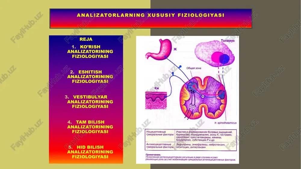 ) tam bilish retseptorlari kurtak ichida joylashgan bo’lib, tilda, halqumda, yumshoq tanglayda, mindalinalarda, halqumostida joylashgan. bu retseptorlar impuls xosil qilib afferent yo’l orqali miya ustunidagi yadroga-talamusning spedsifik yadroga va bosh miyaning tam bilish markaziga standart xotira bilan solishtiriladi-tam aniqlanadi. e’tiboringiz uchun raxmat image1.jpeg image2.jpeg image3.jpeg image4.jpeg image5.jpeg image6.jpeg image7.jpeg image8.jpeg image9.jpeg image10.jpeg image11.jpeg /docprops/thumbnail.jpeg