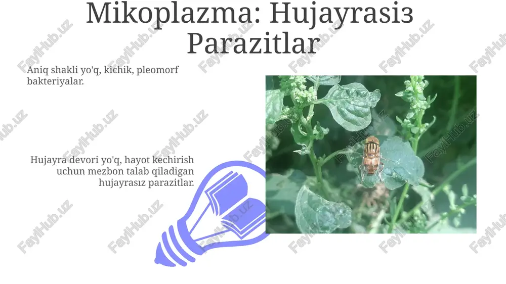 oplazma hujayralarining shakli o'zgaruvchanligi pleomorfizm deb ataladi. kelajakdagi mikoplazma tadqiqotlari yo'nalishlari miko­plazma morfo­lo­gi­yasi: kichik, pleomorf hujayralar bilan, hujayra devori yo'qligi bilan tavsif­lanadi, bu esa ularni turli muhitlarga moslashishga imkon beradi. mikoplazma tadqiqotlarining kelajak yo'nalishlari: mikoplazma infektsiyalari uchun yangi davolash usullarini ishlab chiqish va inson salomatligida mikoplazmalarning rolini tushunishga e'tibor qaratish. davolash va oldini olish davolash va oldini olish: antibiotiklar, gigiena va yaqin aloqadan qochish. mikoplazma infektsiyasi: pnevmoniya, genital infektsiyalar va boshqa kasalliklarni keltirib chiqarishi mumkin. e'tiboringiz uchun rahmat @taqdimot_robot image4.jpg image5.jpg image6.jpg image7.jpg image8.jpg image9.jpg image10.jpg image11.jpg image12.jpg image13.jpg image14.jpg image15.jpg image16.jpg image17.jpg image18.jpg image19.jpg image20.jpg image1.jpeg image2.jpeg image3.jpeg