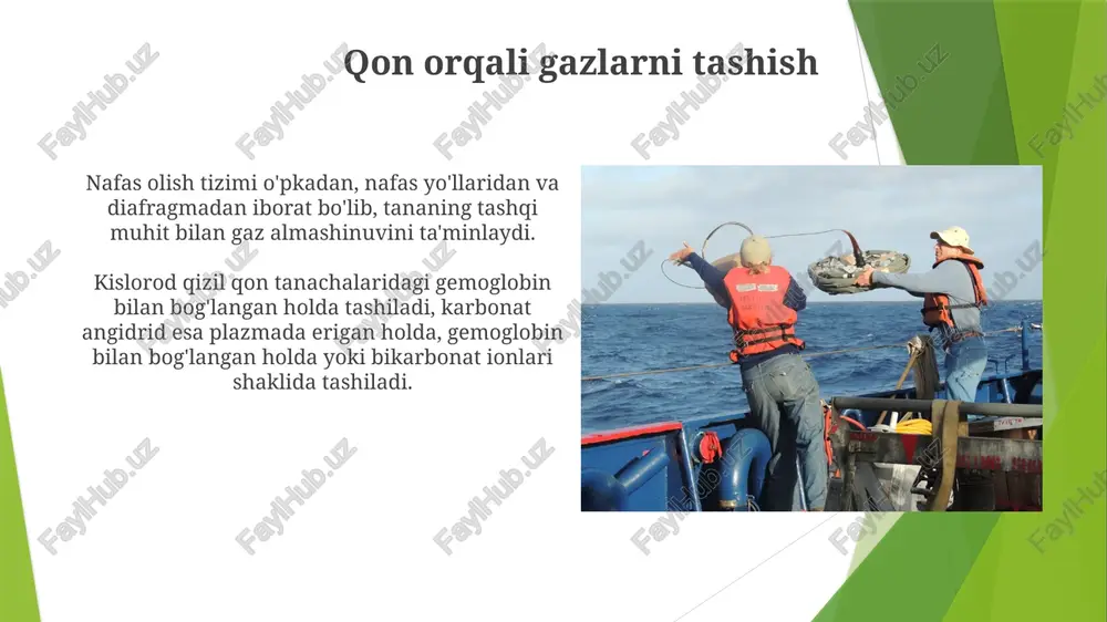 nafaas olish mexanizmlari - Page 3