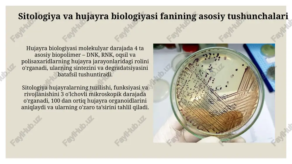 ik retikulum va golgi apparati golgi apparati, yoki golgi kompleksi, er dan olingan oqsillarni qayta ishlash, saralash va paketlash markazi bo'lib, taxminan 10 ta sitosol bilan o'ralgan membranali cisternadan iborat. endoplazmatik retikulum (er) oqsil sintezi va modifikatsiyasida muhim rol o'ynaydi, uning umumiy yuzasi hujayra hajmining 50% dan ko'prog'ini tashkil qilishi mumkin va ikki xil turi: silliq va qo'pol er mavjud. hujayra yadrosi va uning roli yadro membranasi ikki qavatli lipidli birikma bo'lib, yadro tarkibini sitosoladan ajratib turadi va selektiv ravishda kichik molekulalar va ionlarning o'tishiga imkon beradi. hujayra yadrosi dnkni, ya'ni taxminan 20000 dan ortiq genni o'z ichiga oladi va hujayra faoliyatini boshqaruvchi asosiy markaz hisoblanadi. lizosomialar va hujayra ichidagi hazm qilish autofagosoma deb ataluvchi membranali tuzilmalar, hujayra tarkibiy qismlarini, masalan, shikastlangan organellalarni, lizosomalarga yetkazib beradi va ularning degradasiyasini ta'minlaydi, bu esa hujayraning yangilanishini qo'llab-quvvatlaydi. lizosomalarning o'rtacha ph darajasi 4,5-5,0 atrofida bo'lib, bu kislotali muhit gidroliz fermentlarining optimal faoliyatini ta'minlaydi …