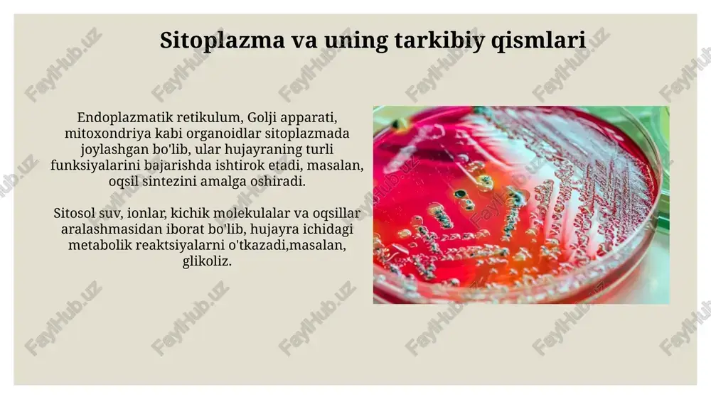 ayra aloqasi va signal uzatish sitokinlar kabi hujayra tashqi signal molekulalari, retseptorlari bilan bog'langandan so'ng, fosfatidilinositol 3-kinaza (pi3k) yo'lini faollashtirib, hujayra o'sishini va hayotini boshqaruvchi 20 dan ortiq oqsillarni aktivlashtiradi. hujayralararo aloqa gap junktsiyalari, desmosomalar va plazmodesmalar orqali 3 asosiy turda amalga oshiriladi, bu hujayralar o'rtasidagi molekulalar almashinuvi va signal uzatilishini ta'minlaydi. hujayra organoidlari va ularning vazifalari hujayra yadrosida joylashgan 46 ta xromosomaning har biri genetik axborotning katta qismini o'z ichiga olib, hujayraning o'sishi va funksiyalarini boshqaradi. endoplazmatik retikulum (er) hujayra ichidagi oqsillarni sintez qilish, modifikatsiya qilish va tashishda muhim rol o'ynaydi, uning ikki turi – silliq va qo'pol er mavjud. e'tiboringiz uchun rahmat @taqdimot_robot image3.jpg image4.jpg image5.jpg image6.jpg image7.jpg image8.jpg image9.jpg image10.jpg image11.jpg image12.jpg image13.jpg