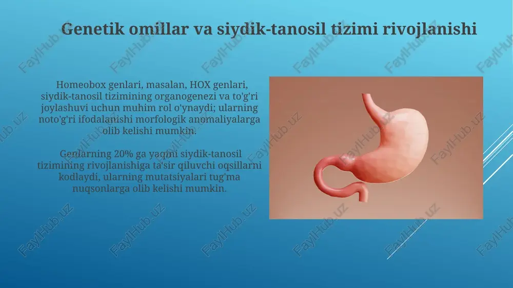 ishmasligi orqali, siydik-tanosil tizimi rivojlanishida 15% ga yaqin anormalliklar kuzatiladi. oziqlanish va siydik-tanosil tizimi salomatligi oziqlanishdagi 30% protein yetishmovchiligi buyrak funksiyasini 15% ga pasaytirishi va siydik yo'llari infektsiyalarining xavfini oshirishi mumkin. ayollarda temir tanqisligi anemiyasi reproduktiv salomatlikka salbiy ta'sir ko'rsatib, homiladorlik xavfini 2 baravar oshirishi mumkin. siydik-tanosil tizimi kasalliklarining oldini olish erkaklarda prostata bezi saratonining rivojlanish xavfini kamaytirish uchun 50 yoshdan oshgan erkaklarga har yili tekshiruvdan o'tish tavsiya etiladi. homiladorlik davrida siydik yo'llari infektsiyalarini oldini olish uchun kamida 2 litr suv ichish va siydik pufagini muntazam bo'shatish zarur. ekologik omillar va siydik-tanosil tizimining rivojlanishi vitamin d yetishmasligi homiladorlik davrida erkak va ayol jinsiy gormonlari sinteziga salbiy ta'sir ko'rsatib, siydik-tanosil tizimining rivojlanishini buzishi va 10% ga yaqin hollarda anomaliyalar keltirib chiqarishi mumkin. qishloq joylarda yashovchi ayollarning yuqori darajada pestisidlarga ta'sir qilish holatlari, ularning bolalarida jinsiy yetilishning kechikishi va bepushtlik xavfini 1,5-2 marta oshiradi. e'tiboringiz uchun rahmat @taqdimot_robot image1.jpg image2.jpg image3.jpg image4.jpg …