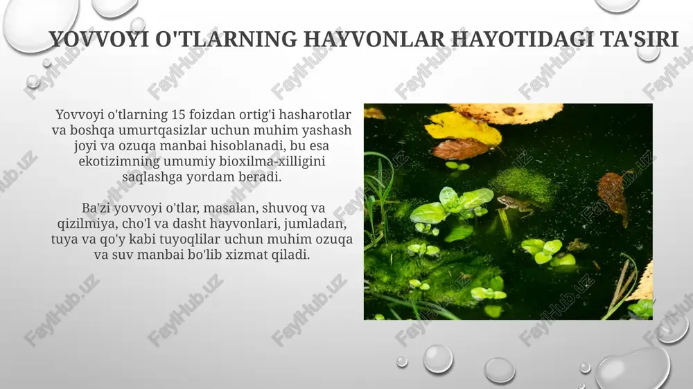 ziq-ovqat mahsulotlarida, xususan, salatlar, sho'rvalar va garnirlar tayyorlashda qo'llaniladi, ularning tarkibidagi vitamin va minerallar miqdori yuqori. yovvoyi o'tlarni o'rganishning zamonaviy usullari yovvoyi o'tlarning dnk barmoq izini aniqlash orqali 1000 dan ortiq turini aniqlash va ularning genetik xilma-xilligini o'rganish mumkin. giper spektral tasvirlash texnologiyasi yordamida 10 nm dan ortiq to'lqin uzunliklarida o'tlarning kimyoviy tarkibini masofadan turib tahlil qilish imkoniyati mavjud. yovvoyi o'tlarning turlari va xususiyatlari ba'zi yovvoyi o'tlar, masalan, po'stloq va shuvoq kabi o'simliklar, tuproq eroziyasini oldini olishda muhim rol o'ynaydi va ekologik muvozanatni saqlaydi. yovvoyi o'tlarning 300 dan ortiq turi o'zbekiston florasida uchraydi, ularning 50 ga yaqini dorivor xususiyatlarga ega va an'anaviy tibbiyotda qo'llaniladi. yovvoyi o'tlarni terish va qayta ishlash yovvoyi o'tlarni terishda 5-10 sm balandlikdagi o'simliklarni ildizlariga zarar bermasdan ehtiyotkorlik bilan kesish yoki yulish kerak, buning uchun maxsus qaychi yoki pichoqdan foydalanish tavsiya etiladi. terilgan o'tlarni toza, salqin joyda 1-2 soatdan oshmasligi kerak bo'lgan vaqt ichida quritish tavsiya etiladi. …