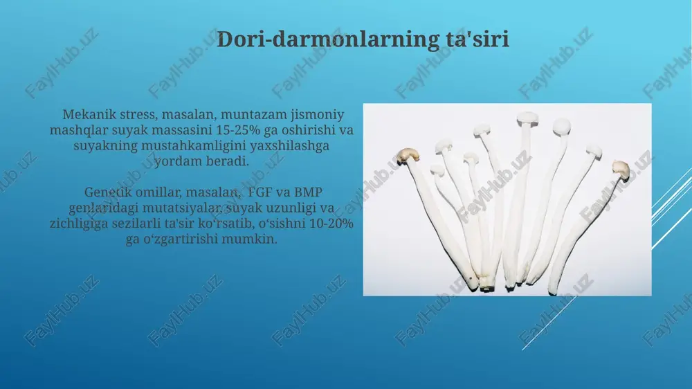 miyati oziqlanishning yetarli miqdordagi kaltsiy (taxminan 1000-1200 mg/kun kattalar uchun) va d vitamini (600 iu dan ortiq) qabul qilinishini ta'minlashi suyaklarning mustahkamligi va o'sishini rag'batlantiradi. protein, magniy va fosfor kabi muhim minerallar va ozuqa moddalarining yetishmasligi suyaklarning zichligi va o'sish sur'atlarini pasaytirib, osteoporoz xavfini oshiradi. suyak o'sishini rag'batlantiruvchi usullar suyaklarning o'sishiga ta'sir etuvchi genetik omillarni hisobga olib, o'sish gormonlari terapiyasi bilan 15-20% gacha suyak uzunligini oshirish mumkin. suyak zichligini oshirish uchun kuniga kamida 1000 mg kaltsiy va 800 iu d vitamini iste'mol qilish tavsiya etiladi, bu suyak to'qimalarining shakllanishi va mustahkamlanishi uchun muhimdir. suyak o'sishining bosqichlari suyak rezorbsiyasi va shakllanishining muvozanati, ya'ni osteoklastlar va osteoblastlar faoliyati suyakning normal tuzilishi va mustahkamligi uchun juda muhimdir; bu jarayonlarning buzilishi suyak kasalliklariga olib kelishi mumkin. suyakning kengligi yoki qalinligi periosteum deb ataluvchi tashqi qatlamdagi osteoblastlar faoliyati tufayli sodir bo'ladi, bu jarayon butun hayot davomida davom etadi. suyak qayta tiklanishi suyak qayta tiklanishiga ta'sir …