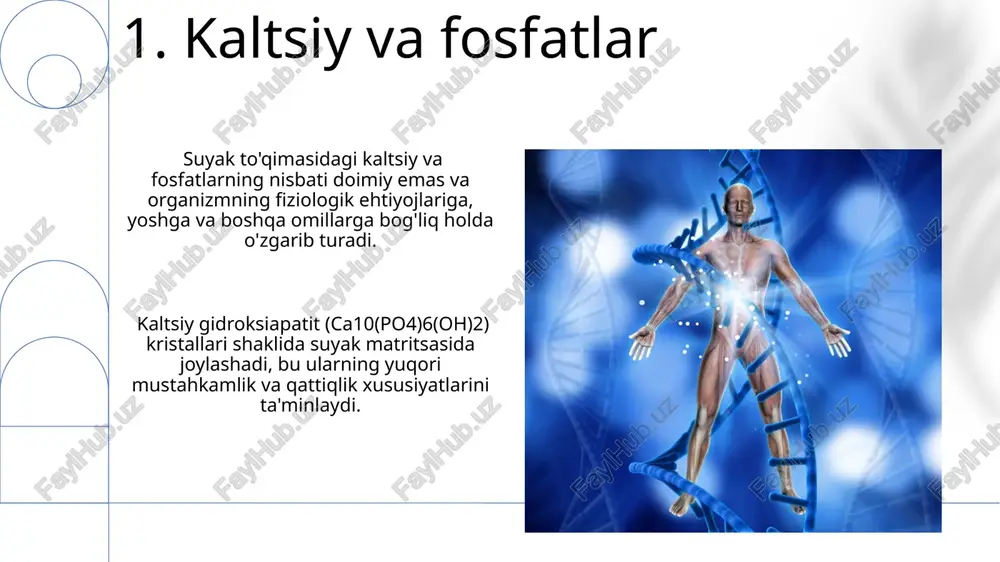 kin suyak to'qimasiga xos i tipdagi kollagen bilan almashtiriladi, bu esa suyakning mustahkamligini ta'minlaydi. 11.suyaklarning tuzilishi spongy suyak trabekulalar deb ataladigan ingichka, o'zaro bog'langan suyak nurlaridan iborat bo'lib, bu tuzilish suyakka engil, ammo mustahkamlik beradi va bu tuzilishning zichligi yoshga va joylashishiga bog'liq. suyaklarning tashqi qatlami, periosteum deb ataladigan yupqa biriktiruvchi to'qima qatlami bilan qoplanadi, bu esa suyakning o'sishi va ta'mirlanishida muhim rol o'ynaydi va unda 20 dan ortiq turdagi hujayralar mavjud. 12.suyak kasalliklari suyak o'smalari, masalan, osteosarkoma, yoshga bog'liq bo'lmagan holda rivojlanishi mumkin va 100 000 kishidan 3 tasiga ta'sir qiladi, shuning uchun erta tashxis muhimdir. osteoporozni davolashda bisfosfonatlar kabi dorilar suyak rezorbsiyasini sekinlashtirib, suyak massasini saqlashga yordam beradi, lekin yon ta'siri ham mavjud. 13.kollagen va mineral tuzilmalar kollagen tolalari suyakning 90% gacha hajmini tashkil qiladi va ularning tartibi, mustahkamligi va egiluvchanligiga ta'sir qiladi, mineral kristallar esa qolgan qismini to'ldirib, suyakning qattiqligiga hissa qo'shadi. suyakning mineral tarkibi, yoshi va …