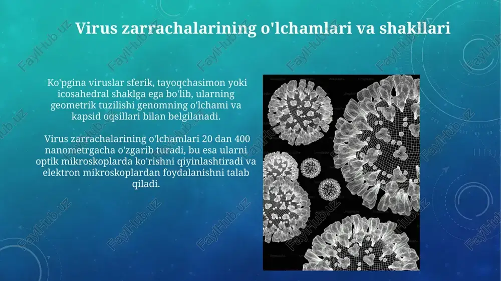 riga bog'liq. masalan, icosahedral viruslarda 60 ta kapsomer bo'lishi mumkin. spiralsimon viruslarning tuzilishi spiralsimon viruslarning genetik materiali, rnk yoki dnk, oqsil kapsidining ichida joylashgan boʻlib, taxminan 10-100 nanometr diametrli silindrsimon tuzilmani hosil qiladi. ushbu viruslarda kapsid oqsillari spiralsimon ravishda joylashgan boʻlib, virionning uzunligi va diametri oʻzgaruvchan boʻlishi mumkin, ba’zi turlarda 200 dan ortiq kapsomer mavjud. virus envelopi virus qobiqlari lipid ikki qavatli membrana bo'lib, uning tarkibida 20-40 nm o'lchamdagi glikoproteinlar joylashgan bo'lib, virus hujayraga kirishi va ko'payishi uchun zarur bo'lgan retseptorlarga bog'lanadi. ba'zi viruslarning qobiqlari, masalan, gripp virusi, gemaglyutinin va neyroaminidaz kabi 100 dan ortiq turli xil glikoproteinlarni o'z ichiga oladi, bu ularning patogenligi va immunitet tizimidan qochish qobiliyatini oshiradi. viruslarning klassifikatsiyasi viruslarning taksonomiyasi ictv (international committee on taxonomy of viruses) tomonidan boshqariladi va oila, jins, tur kabi taksonomik darajalarni o'z ichiga oladi, bu esa ularning genetik va morfologik xususiyatlariga bog'liq. viruslarning morfologik klassifikatsiyasi geometral shakli (ikosaedral, spiral, murakkab) va …