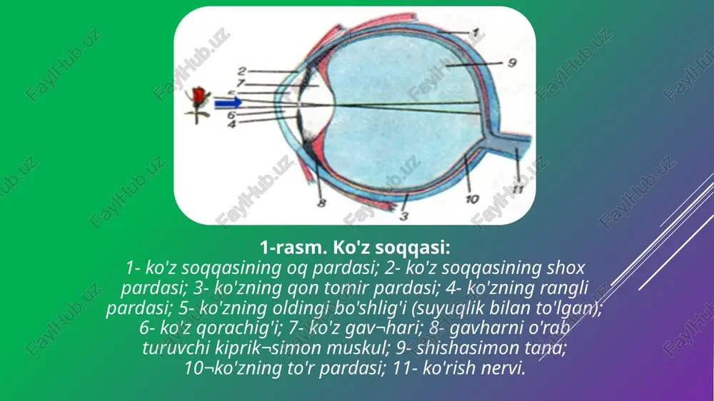 esa yassilashadi. gavhar shaklining bunday o'zgarishi akkomodatsiya deb atalib, u gavhar atrofini o'rab turgan kipriksimon muskul tolalarining qisqarishi va bo'shashishi orqali amalga oshadi. demak, akkomodatsiya ko'zning uzoqni va yaqinni ko'rish qobiliyatini ta'minlaydi. ko'zning rangli pardasi o'rtasida joylashgan teshikcha bo'lib, uning atrofi aylana va to'g'ri yo'nalgan muskullar bilan o'ralgan. ular parasimpatik va simpatik nerv tolalari bilan ta'minlangan. ko'z qorachig'i gavharga va to'r pardaga yorug'likni, faqat markaz qismdagi nurlarni o'tkazadi, atrofdagi nurlarni esa o'tkazmaydi. qorachiqning ana shu funksiyasi tufayli buyumlarning shakli, rangi, ko'rinishi va boshqa xususiyatlari ko'zning to'r pardasiga aniq o'tkaziladi. ko’z qorachig’i yorug'lik ko'p bo'lganda ko'z qorachig'i torayadi va to'r pardaga o'tkaziladigan nur oqimi kamayadi, yorug'lik kam bo'lganda esa qorachiq kengayadi va to'r pardadagi retseptorlarga o'tkaziladigan nur oqimi ko'payadi. bundan tashqari, odam hayajonlanganda, qo'rqqanda, og'riq sezganda ko'z qorachig'i kengayadi. bu simpatik nervning qo'zg'alishi va buyrak usti bezining mag'iz qismidan ajraladigan adrenalin, noradrenalin gormonlari ko'payishi tufayli ro'y beradi. tayoqchasimon retseptorlar yorug'lik kam …