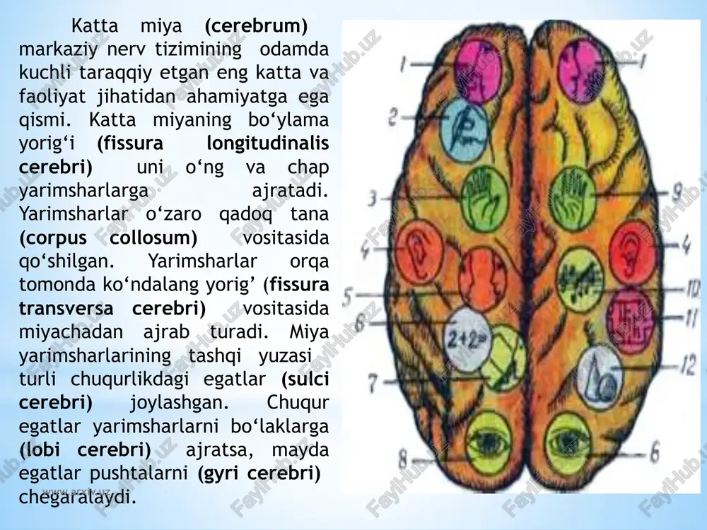 uz nervi (n. facialis) va viii juft dahliz-chig‘anoq nervining (n. vestibulocochlearis) ildizsi chiqadi. uzunchoq miyaning olivasi orqasidagi egatdan birin-ketin ix juft til-yutqin nervi (n. glossophyngeus), x juft adashgan nerv (n. vagus) va xi juft qo‘shimcha nervning (n. accessorius) ildizlari chiqadi. xii juft www.arxiv.uz bosh miyaning asosi va undan bosh miya nervlari ildizlarini chiqishi. 1-bulbus olfactorius; 2-tractus olfactorius; 3-substantia perforata anterior; 4-tuber cinereum; 5-tractus opticus; 6-corpora mamillaris; 7-gangl. trigeminale; 8-substantia perforata interpeduncularis (posterior); 9-pons; 10-cerebellum; 11-pyramis; 12-oliva; 13-nn.spinalis; 14-n.hypoglossus; 15- n.accessories; 16-n.vagus; 17-n. glossopharyndeus; 18-vestibulocochlearis; 19-n. facialis; 20-n.abducens; 21-n. trigeminus; 22-n.trochlearis; 23-n.oculomotorius; 24-n.opticus; 25-n. olfactorii. www.arxiv.uz til osti nervining (n. hypoglossus) ildizi esa piramida bilan oliva o‘rtasidagi egatdan chiqadi. yangi tug‘ilgan chaqaloq bosh miyasi nisbatan katta bo‘lib, uning og‘irligi o‘rtacha og‘il bolalarda 390g, qiz bolalarda 355g bo‘ladi. to‘rt yoshgacha miya, bo‘yiga va balandligiga bir tekis o‘sib, uning og‘irligi bir yoshda 2 marta, 3-4 yoshda 3 marta oshadi, 7 yoshdan so‘ng miya …
