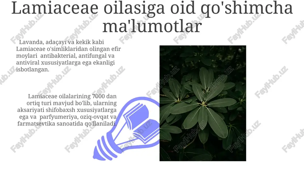 ri efir moylari tarkibida 100 dan ortiq turli birikmalar, jumladan, monoterpenoidlar, seskviterpenoidlar va fenolik birikmalar mavjud bo‘lib, ularning nisbati tur va kimyoviy turiga bog‘liq. lamiaceae oilasining ekologik sharoitlari efir moylarining kimyoviy tarkibi, miqdori va sifati tuproqning mineral tarkibi, ayniqsa, fosfor va kaliy miqdoriga bog‘liq bo‘lib, 10-15% fosfor va 8-10% kaliy optimal hisoblanadi. lamiaceae o‘simliklari efir moylarining hosildorligi optimal 20-25°c harorat va 60-70% namlikdagi sharoitlarda yuqori bo‘ladi. lamiaceae oilasining tibbiy qo'llanilishi 01 02 lamiaceae oilasiga mansub o'simliklardan olingan efir moylari tarkibidagi 100 dan ortiq turli fenolik birikmalar yallig'lanishga qarshi va antioksidant xususiyatlarga ega, bu esa ularning dermatologiyada qo'llanilishini belgilaydi. sales 1st qtr 2nd qtr 100 0 sales 1st qtr 2nd qtr 100 0 e'tiboringiz uchun rahmat @taqdimot_robot image4.jpg image5.jpg image6.jpg image7.jpg image8.jpg image9.jpg image10.jpg image11.jpg image12.jpg image13.jpg image14.jpg image15.jpg image1.jpeg image2.jpeg image3.jpeg