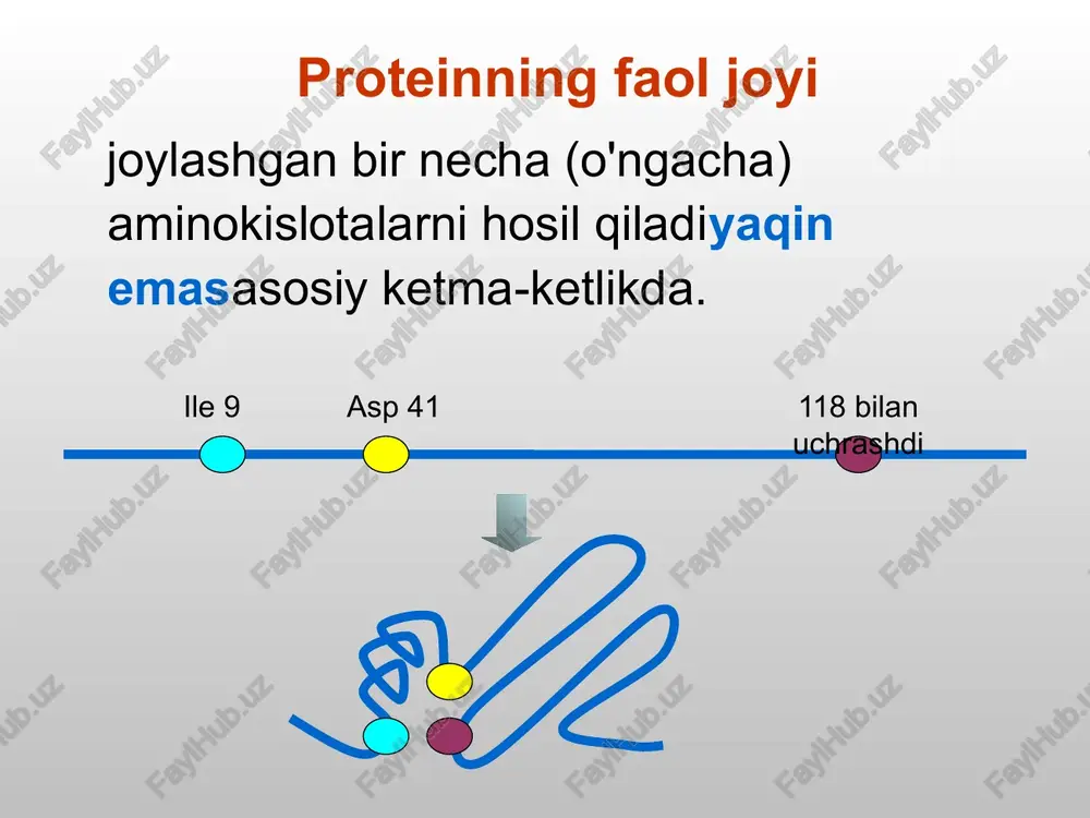 omen davlat 2 ferment ishlamaydi regulyator molekulasi substrat endi katalitik maydonga kira olmaydi tartibga soluvchi molekulalar bo'lishi mumkin boshqa oqsillar kichik molekulalar – c amp, ca2+ reaktsiya mahsuloti (ma'lum bir ferment yoki fermentlar zanjiri tomonidan katalizlangan) inhibitorlar- bostirishferment ishi aktivatorlar- faollashtirishfaol bo'lmagan ferment atp energiyasidan foydalanib, u o'zining konformatsiyasini o'zgartiradi va boshqa oqsil molekulasi bo'ylab harakatlanadi. yuradigan sincap allosterik konformatsiyalar strukturaviy katalitik: fermentlar normativ himoya transport dvigatel va energiyani o'zgartirishning boshqa turlari energiya va ovqatlanish bufer proteinlarning funktsiyalari tartibga soluvchi oqsillarni ajratish mumkin diapazon bo'yicha hujayra ichida qo'shni hujayralar o'rtasida gormonlar - hamma uchun hujayra yadrosida oqsillar o'zaro ta'sir qiladidnk bilan yoqing va o'chiringgenlar protein (ark-repressor) dnk protein-oqsil o'zaro ta'siri sitoplazmada oqsillar signallarni uzatadi o'sish gormoni 191 a.k. glyukagon 29 a.k. gormonlar hamma gormonlar oqsil emas aminokislota hosilalari lipidlar gormonlar qatoriga kiradigan boshqa moddalar: retseptor ligand (signal) qabul qilingan signalfaqat mavjud bo'lgan hujayralarretseptorlari oqsil yoki boshqa moddalar har doim protein …