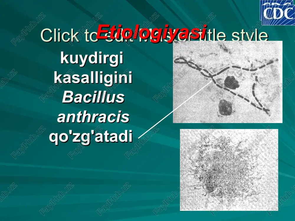 kasallanishi mumkin ayollarga nisbatan erkaklar ko'proq og'riydilar kasallanganlarning 95% ni qishloq sharoitida yashovchilar tashkil etadi kasbga bog'liq kasallik hisoblanadi (cho'ponlar, qassoblar, chorvadorlarda ko'p uchraydi) tabiiy o'choqli kasallik hasoblanadi mavsumiyligi – bahor-yoz oylari. click to edit master title style kuydirgining har bir yuqish yo'liga ma'lum bir klinik shakli mos keladi: teri (yarali) shakli yuzaga keladi o'pka shakli yuzaga keladi anginoz shakli yuzaga keladi anginoz yoki teri (yarali) yuzaga keladi kasallik transmissiv yo'l bilan yuqqanda kasallik havo-tomchi yo'li bilan yuqqanda kasallik alimentar yo'l bilan yuqqanda kasallik kontakt-maishiy yo'l bilan yuqqanda click to edit master title style kuydirgi kasalligining klinik shakllari teri (yarali) o'pka ichak og'iz-halqum * kak bilo otmecheno, sushestvuet chetire formi sibirskoy yazvi, zarajenie kotorimi proisxodit raznimi putyami. krome togo, kajdaya iz etix form mojet generalizovatsya i obuslovit generalizovannuyu sibireyazvennuyu septisemiyu takje kak i infeksiyu inoy lokalizasii vklyuchaya meningit. click to edit master title style klinik manzarasi click to edit master …