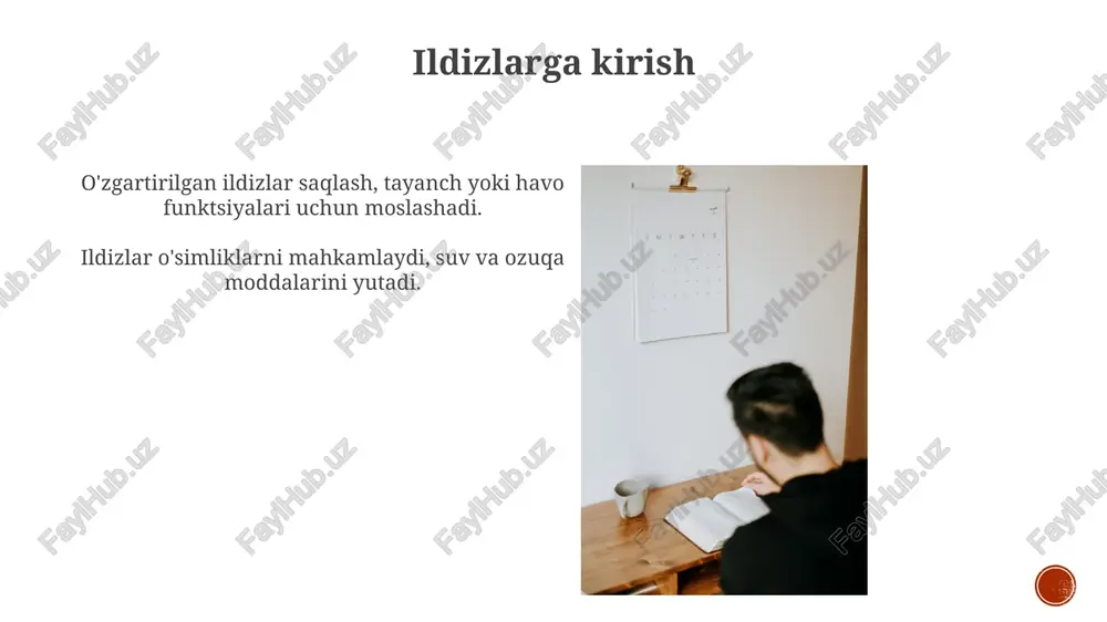 ordami va yopishish kabi maxsus funktsiyalar uchun ildizlarning turli xil moslashuvlarini o'rganish. qobiq kambisi: yog'och o'simliklarida epidermisni almashtiruvchi peridermani hosil qilish uchun javobgar bo'lgan lateral meristem. saqlash ildizlari oziq-ovqat zaxiralarini saqlash uchun mo'ljallangan, ko'pincha kengaytirilgan va go'shtli ildizlar. o'zgartirilgan ildizlar: oddiy so'rilish va mahkamlashdan tashqari, shu jumladan, saqlash ildizlari, havo ildizlari va tirgak ildizlari. asosiy ildiz tuzilmasi ildizning birlamchi va ikkilamchi anatomik tuzilishini o'rganish: ildiz tuzilishining rivojlanishdagi o'zgarishlarini o'rganadi, birlamchi va ikkilamchi o'sish o'rtasidagi farqlarga e'tibor qaratadi. ildizning asosiy tuzilishi: to'qimalar va ularning tartibi shu jumladan, ildizning asosiy tuzilishini tavsiflaydi. qo'shimcha ildizlar birlamchi ildizlar o'z markazida tomir silindrini o'z ichiga oladi, atrofida po'st va epidermis bor; ikkilamchi ildizlar esa yon tomonga o'sish uchun tomir kambiumini rivojlantiradi. ildizlar g'ayrioddiy joylardan, masalan, poya yoki barglardan chiqadi. tomir kambisi o'zgartirilgan ildizlar: saqlash, havo yordami yoki simbiotik munosabatlar kabi ixtisoslashgan funktsiyalar uchun ildizlarning turli xil moslashuvlarini o'rganish. ildizning birlamchi va ikkilamchi tuzilishi: ildizning birlamchi …