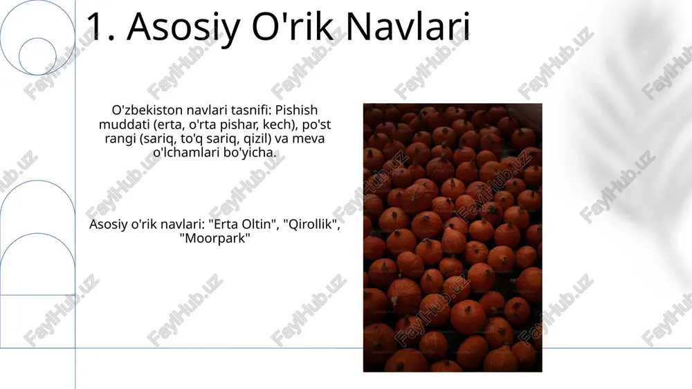 o'zbekiston o'rik navlari - Page 3