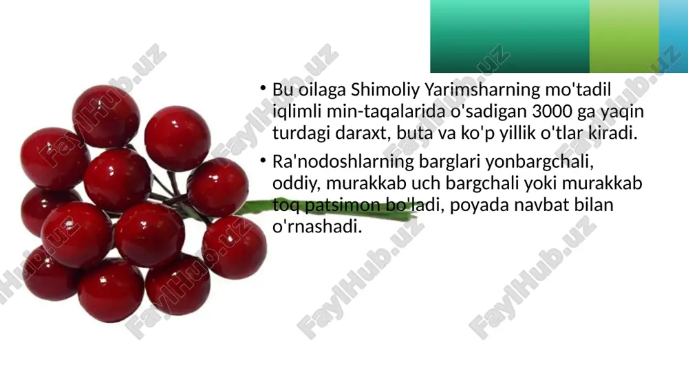 ra'nodoshlar oilasi - Page 3