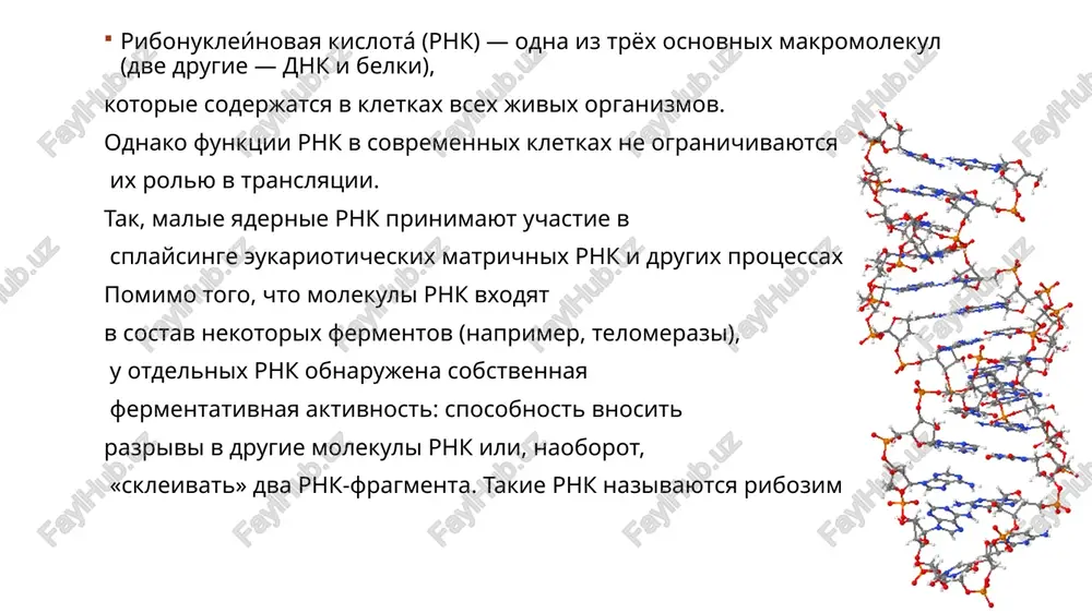 zovaniem zreloy mrnk. protsessing vklyuchaet udalenie nekodiruyushix belok posledovatelnostey (intronov). posle etogo mrnk eksportiruetsya iz yadra v tsitoplazmu, gde k ney prisoedinyayutsya ribosomi, transliruyushie mrnk s pomoshyu soedinyonnix s aminokislotami trnk. uchastvuyushie v regulyatsii genov rome roli otdelnix molekul v regulyatsii genov, regulyatornie elementi mogut formirovatsya v 5' i 3' netransliruemix uchastkax mrnk. eti elementi mogut deystvovat samostoyatelno, predotvrashaya initsiatsiyu translyatsii, libo prisoedinyat belki, naprimer, ferritin ili malie molekuli, naprimer, biotin. v protsessinge rnk mnogie rnk prinimayut uchastie v modifikatsii drugix rnk. introni virezayutsya iz pre-mrnk splaysosomami, kotorie, krome belkov, soderjat neskolko malix yadernix rnk (myarnk) genomi, sostoyashie iz rnk rnk-soderjashie virusi mnogie virusi, naprimer, virus grippa, na vsex stadiyax soderjat genom, sostoyashiy isklyuchitelno iz rnk. rnk soderjitsya vnutri obichno belkovoy obolochki i replitsiruetsya s pomoshyu zakodirovannix v ney rnk-zavisimix rnk-polimeraz. virusnie genomi, sostoyashie iz rnk razdelyayutsya na soderjashie «plyus-tsep rnk», kotoraya ispolzuetsya v kachestve i mrnk, i genoma; «minus-tsep …
