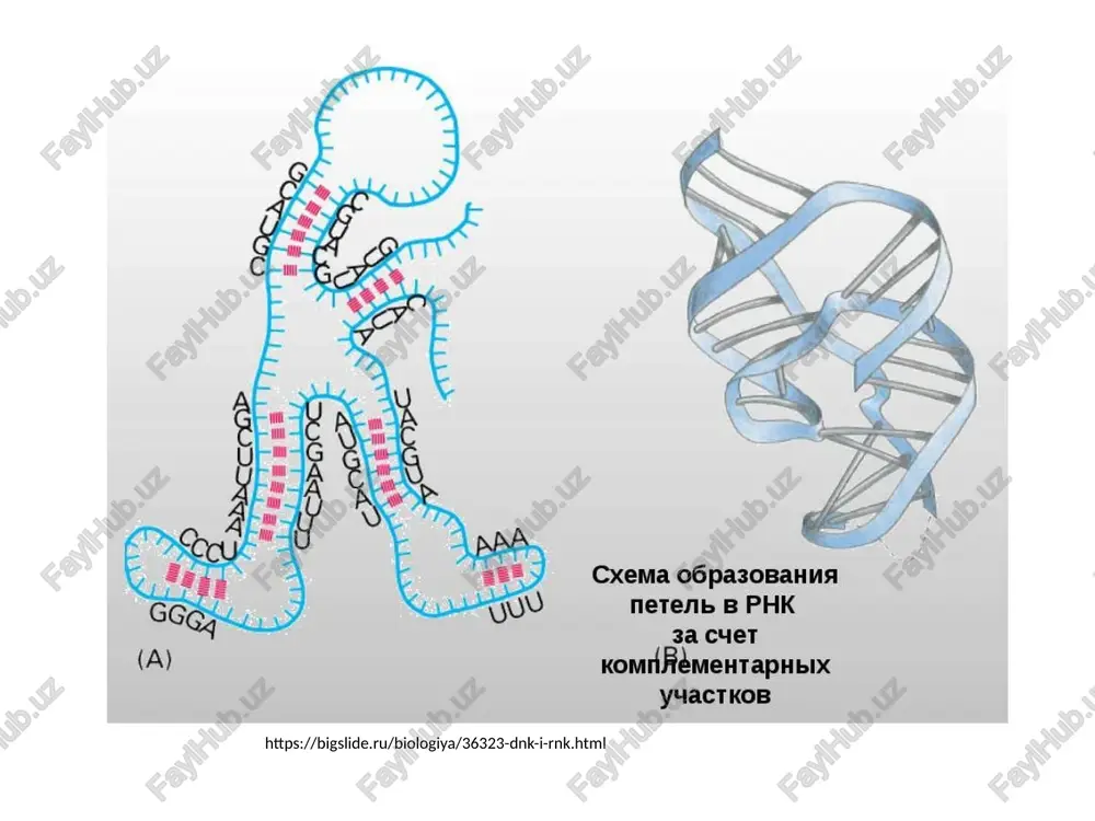 sintez_belka_transkripciya_i_translyaciya_dnk_i_rnk.html https://cf.ppt-online.org/files2/slide/0/0yaj6xv8tcndegwzpwukbhirksvfj9mpycerix/slide-1.jpg nazvanie strukturi funktsii strukturnie geni dayut informatsiyu o posledovatelnosti amk v polipeptidax i nukleotidov v razlichnix vidax rnk funktsionalnie geni reguliruyut rabotu strukturnix genov a) geni-operatori pozvolyayut ili ne pozvolyayut schitivat informatsiyu so strukturnix genov b) geni-regulyatori dayut informatsiyu o sinteze belka-repressora, sposobnogo blokirovat gen-operator (schitivanie informatsii s operona ne idet) v) promotor mesto pervichnogo prikrepleniya fermenta rnk-polimerazi – fermenta, kataliziruyushego reaktsii dnk-zavisimogo sinteza irnk g) initsiator posledovatelnost nukleotidov dnk, s kotoroy nachinaetsya transkriptsiya (sintez irnk) d) terminator opredelennaya posledovatelnost nukleotidov, otsoedinyayushaya rnk-polimerazu ot dnk (prekrashayushaya schitivanie informatsii) operon—edinitsa schitivaniya informatsii u prokariot, eto gruppa strukturnix genov, upravlyaemaya odnim genom-operatorom. v sostav operona vxodyat strukturnie geni i funktsionalnie – promotor, initsiator, operator, terminator. na rasstoyanii ot operona raspolagaetsya gen-regulyator. https://megaobuchalka.ru/5/46443.html sintez belka u eukariot https://meduniver.com/medical/physiology/etapi_sinteza_belka.html http://yamedik.org/?p=2&c=biologiya/bio_ru_mar u eukariot ne ustanovleno operonnoy organizatsii genov, tak kak geni, opredelyayushie sintez fermentov odnoy tsepi bioximicheskix reaktsiy, mogut bit rasseyani v genome …