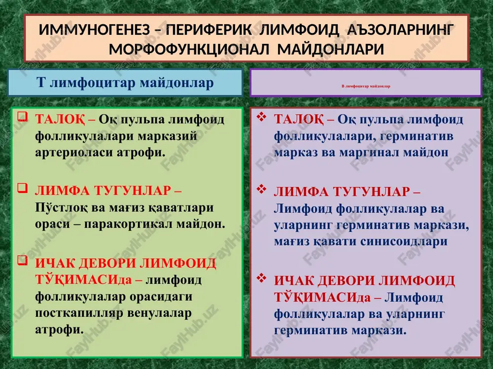 holatining yo'qolishi. 3 – organizmning kasallangan to'qima va a'zolarida “yot antigen” yoki “autoantigen” larning paydo bo'lishi. bu mexanizmlar asosida rivojlanadigan kasalliklar - 3 ta guruh autoimmun kasalliklarni tashkil qiladi. autoimmun kasalliklar autoimmun kasalliklarning - 3 ta guruhi: 1 – organga xos birlamchi autoimmun kasalliklar (xashimoto bo'qog'i, entsefalomielit, polinevrit, idiopatik addisson kasalligi, aspermatogeniya, simpatik oftalmiya). 2 – sistemali autoimmun kasalliklar (revmatizm, sistemali qizil yugurik, revmatoid artrit, sklerodermiya, dermatomiozit). 3 – surunkali kasalliklarga qo'shilib keluvchi autoimmun kasalliklar (gepatit, gastrit, enterit va boshq.). immunodefitsitlar immunodefitsit, bu – organizmning maxsus himoyasini bajaruvchi immun tizimning birlamchi hamda orttirilgan etishmasliklaridir. 3 xil ko'rinishlarda uchraydi: i – birlamchi, ya'ni genetik immunodefitsitlar: 1) kombinatsiyalangan – hujayrali va gumoral immunitetning birgalikda etishmasligi; 2) hujayrali immunitet etishmasligi; 3) gumoral immunitet etishmasligi. ii – homila davrida orttirilgan tug'ma immunodefitsitlar iii – turmushda orttirilgan immunodefitsitlar. birlamchi immunodefitsitlar kombinatsiyalangan birlamchi immunodefitsitlar sindromi sindrom nomi nasldan o'tishi klinik-morfologik belgisi immun buzilishlar 1.shvetsariya tipdagi agammaglobulinemiya …