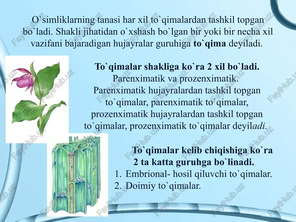 aydi. periderma esa ikki pallali o`simliklarga xos bo`ladi. asosiy to`qimalarning vazifasi o`zida oziqa to`plash va o`simliklarni oziqlantirishdan iborat. asosiy to`qimalar o`simliklarda joylashgan o`rniga va bajaradigan vazifasiga ko`ra qo’yidagicha bo`ladi: xlorenxima, so`ruvchi, g`amlovchi, suv g`amlovchi va aerenxima. mexanik to`qimaning vazifasi o`simliklarga mustahkamlik berishdan iborat. mexanik to`qimalar kelib chiqishiga ko`ra 3 xil bo`ladi, a) kollenxima, b)sklerenxima, v)sklereid- toshsimon hujayralar. kollenxima maxanik to`qimasi parenximali tirik hujayralardan tashkil topgan bo`lib, ikki pallali o`simliklarga xos bo`ladi. sklerenxima maxanik to`qimasi esa prozenximali o`lik hujayralardan tashkil topgan bo`lib, bir pallali o`simliklarga xos bo`ladi. sklerenxima kollenxima o`tkazuvchi to`qimaning vazifasi o`zidan suv va oziqani o`tkazishdan iborat. ya`ni ildiz orqali shimib olgan suv va unda erigan mineral moddalarni barggacha (ko`tariluvchi oqim), bargda hosil bo`lgan fotosintez mahsulotalrini ildizgacha (tushuvchi oqim) o`tkazib boradi. o`tkazuvchi to`qima xulosa: o`simliklarning tanasi har xil to`qimalardan tashkil topgan bo`ladi. shakli jihatidan o`xshash bo`lgan bir yoki bir necha xil vazifani bajaradigan hujayralar guruhiga to`qima deyiladi. to`qima vazifa o`xshash …