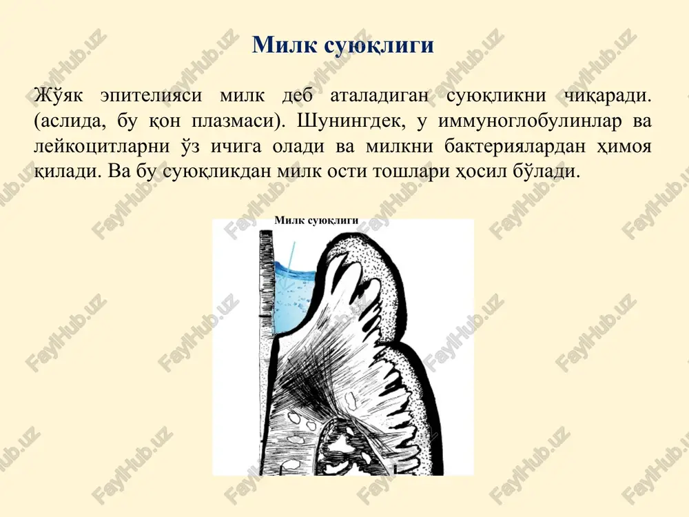 ri soni keskin oshadi, ular tsitotoksik ta'sirga ega! metabolitlar natijalar nh4+ to'qimalarning rn qiymatini o'zgartiradi. h2s elektron tashuvchi zanjir fermentlari-ning ingibitori, atf sintezi. indol to'qimalar metabolizmini buzadi moy, propion, chumoli kisloti epiteliy hujayralarida nafas olish va fosforillanish ajratiladi,  atf sintezi. gialuronidaza kollagenaza ↑ to'qimalarning o'tkazuvchanligi, milk to'qimasini yo'q qilish. agressiv mikroflora metabolitlarining tsitotoksik ta'siri milk suyuqligi oqsillari tarkibi bo'yicha qon plazmasi oqsillariga o'xshaydi ko'rsatkichlar biologik roli umumiy oqsil 61- 68 g/l miqdor parodontal zararlanish darajasiga bog'liq emas. oqsil fraktsiyalari: albuminlar, g-globulinlar igg, iga, igm, s-iga ning paydo bo'lishi agressiv mikrofloraning ta'siriga immun javobdir. matritsa oqsillari: fibrin, fibronektin, laminin va boshqalar. ular milk jo'yagi ichida fibrinni cho'ktirishda ishtirok etadi (ms chiqishini kechiktiradi). odatda, milk suyuqligidagi fermentlarning faolligi past! fermentlarning manbalari qon plazmasi hujayralar leykotsitlar mikroflora so'lak parodont patologiyasida milk suyuqligi fermentlari komponentlari miqdori patologiyaning o'zgarishida oksiprolin izlari parodontitda. glyukoza izlari qandli diabetda. mochevina, nh4+ izlari rn darajasini saqlaydi. laktat normada …