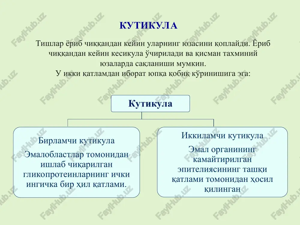 r kiradi: oqsillar – so'lak oqsillari, shuningdek bakterial va epiteliya hujayralarining oqsillari; fermentlar – proteazalar, glikozidazalar, lipazalar va boshqalar, asosan bakterial kelib chiqishi. uglevodlar – glyukoza, geksozaminlar, polisaxaridlar – dekstran va levan va boshqalar. lipidlar – epiteliya hujayra membranalari va bakterial devor lipidlari – xolesterin, triatsilglitserollar va boshqalar. ular uglevodlar bilan komplekslar hosil qilishi mumkin. iga bog'lovchi zanjir sekretor oqsili blyashka shakllanishi blyashka hosil bo'lishi ovqatdan bir soat o'tgach boshlanadi: bakteriyalar tishning pellikulasiga yopishadi. taxminan 24 soatdan keyin etilmagan (erta) blyashka, 72 soatdan keyin esa etuk blyashka hosil bo'ladi. blyashkaning to'liq etilishi 3-7 - kunlarda yakunlanadi. orttirilgan tish pellikulasi (otp) oqsillari himoya xususiyatlariga ega turli mexanizmlar yordamida otp oqsillari mikroorganizmlarni yo'q qiladi yoki ularning yopishishini oldini oladi. masalan: sekretor (so'lakdan) immunoglobulin a (igas) bakterialarning tish emalining yuzasiga yopishishini oldini oladi. ammiak molekulyar formulasi tuzilish formulasi vodorod sulfid molekulyar formulasi tuzilish formulasi blyashkaning etilish jarayoni mikrofloraning o'zgarishi va bir qator biokimyoviy …