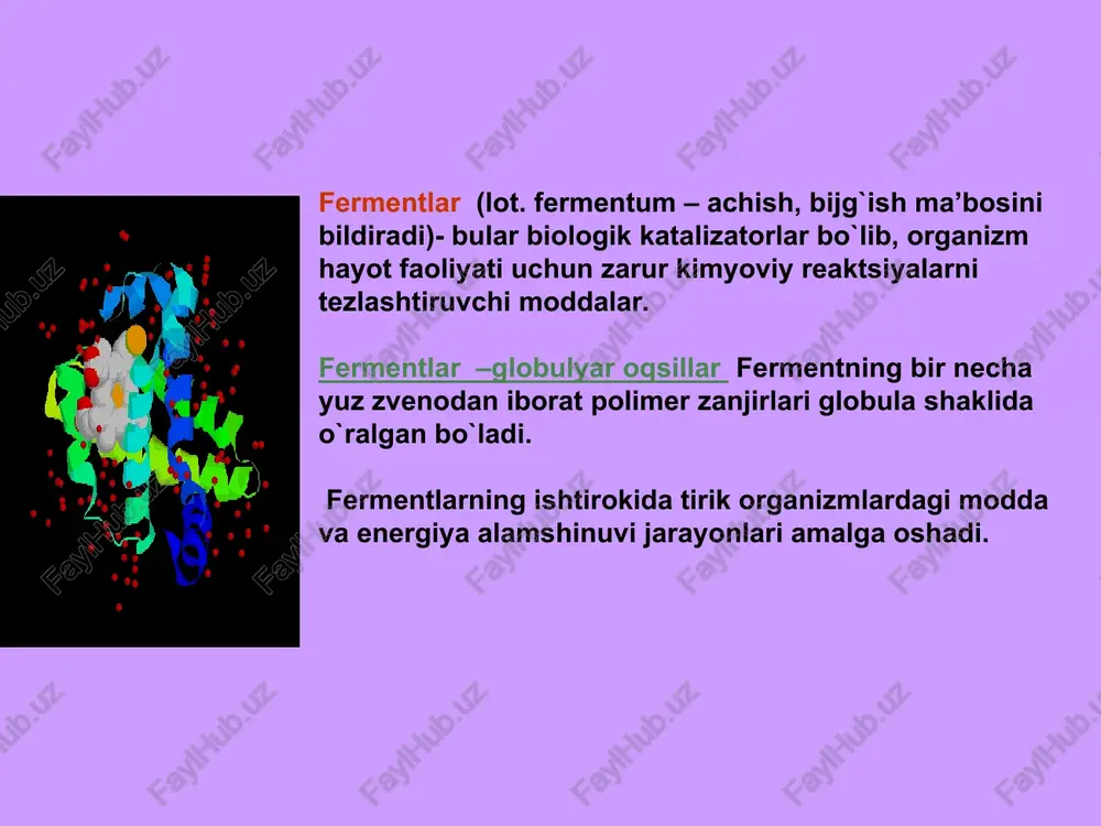 tashkil qiladi. kataliz jarayonida fermentlarning quyidagi funksional guruhlari ishtirok etadilar: dikarbon aminokislotalarning cooh va polipeptid zanjirning cooh guruhlari; lizin va polipeptid zanjirning nh2 guruhi; argininning guanidin guruhi; triptofanning indol guruhi; gistidinning imidazol guruhi; serin va treoninning oh guruhi; sisteinning sh va sistinning disulfid guruhi; metioninning tioefir guruhi; tirozinning fenol guruhi; alifatik aminokislotalarning gidrofob zanjiri va fenilalaninning aromatik halqasi. fermentning birlamchi strukturasida faol markazni tashkil etuvchi aminokislotalar qoldiqlarining joy- lashishi. ferment faol markazining fazoviy tuzilishi. ferment –substrat kompleksining sxematik tasviri substrat 3 4 5 20 24 25 26 43 murakkab ferment molekulasida faol markazdan tashqari allosterik ( grekcha allos – boshqa, yot; steros – fazoviy, strukturaga oid) markaz ham bo`lib, u ferment molekulasida fazoviy jihatdan faol markazdan ajralgan. allosterik markaz bilan bog`lanuvchi molekulalar tuzilishiga ko`ra substratga o`xshamaydi, lekin faol markaz konfiguratsiyasini o`zgartirgan holda substratni faol markaz bilan bog`lanishiga va o`zgarishiga ta’sir etadi. har bir ferment molekulasi bir nechta allosterik markazlarga ega …