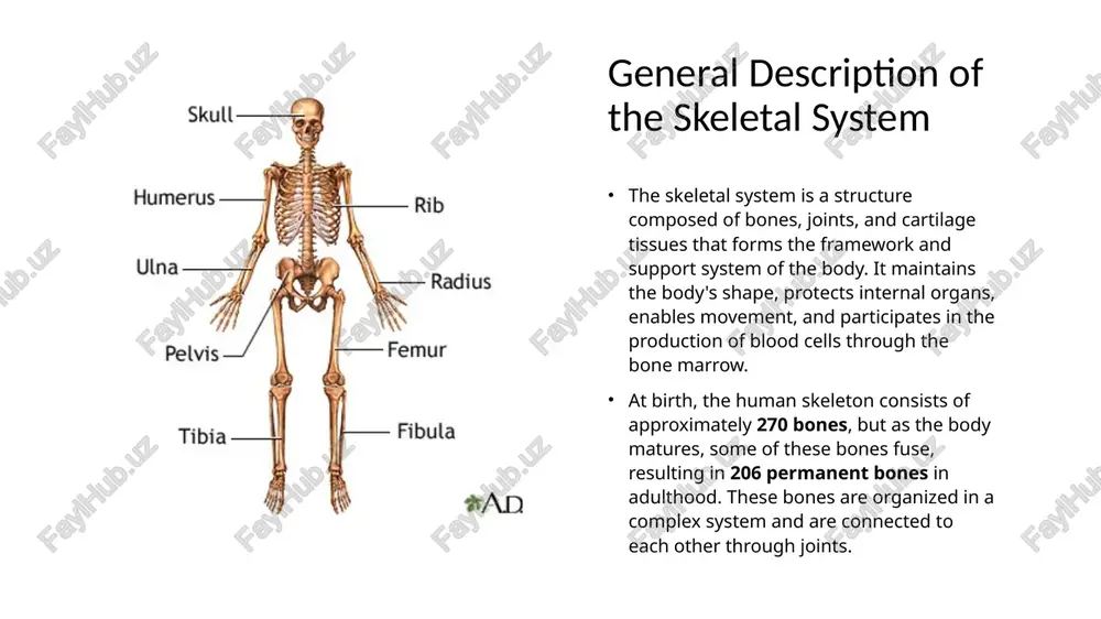 skeletal system - Page 3