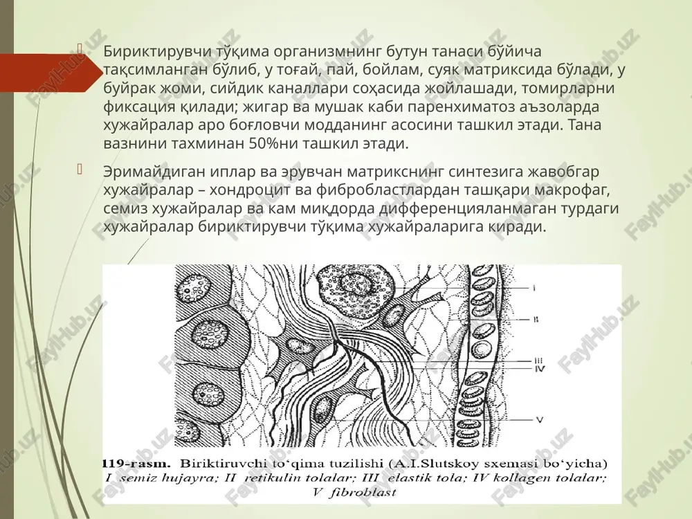 angan tropokollagen molekulalaridan hosil bo'lgan. kollagen yuqori molekulali o'tmishdosh prokollagen holatida sintezlanadi. peptid zanjirlaridagi prolin va lizin koldiklari gidroksilaza o2, α-kgaskorbin k-ta |so2, suktsinat↓ peptid zanjirlaridagi 4-gidroksiprolin, 5-gidroksilizin qoldiklari prolin va lizin gidroksillanishida askorbin kislotaning roli. avitaminoz s belgilari askorbin kislotasi 2 va 3 valentli temir ishtirokida aromatik birikmalarning gidroksillanishini katalizlaydi. askorbin kislota etishmasligi mezenximal xujayralar funktsiyasining buzilishi bilan namoyon buladi. oksiprolin kam saklaydigan kollagen xosil buladi. biriktiruvchi to'qima asosiy moddasining hosil bo'lishi buziladi, depolimerizatsiya vujudga keladi va bu to'qima asosiy strukturalari eriydi, natijada eski yaralar ochilishi mumkin. kollagenning yarim yashash davri bir necha hafta, oydir. elastin biriktiruvchi to'qimaning ikkinchi asosiy oqsili kollagendan farqli ravishda qaynatganda jelatina hosil qilmaydi. uning aminokislota tarkibi kollagendan farqlanadi. elastin tolalari katta bo'lmagan, deyarli sferik molekulalarning qattiq ko'ndalang bog'lar bilan bog'lanishi natijasida qurilgan. lizin ishtirokida ko'ndalang bog'larning 2 turi aniqlangan. to'rtta lizin qoldiqlaridan desmozin va izodesmozin deb atalmish birikmalar hosil bo'ladi. proteoglikanlar, glikozaminoglikanlarning biologik vazifasi …