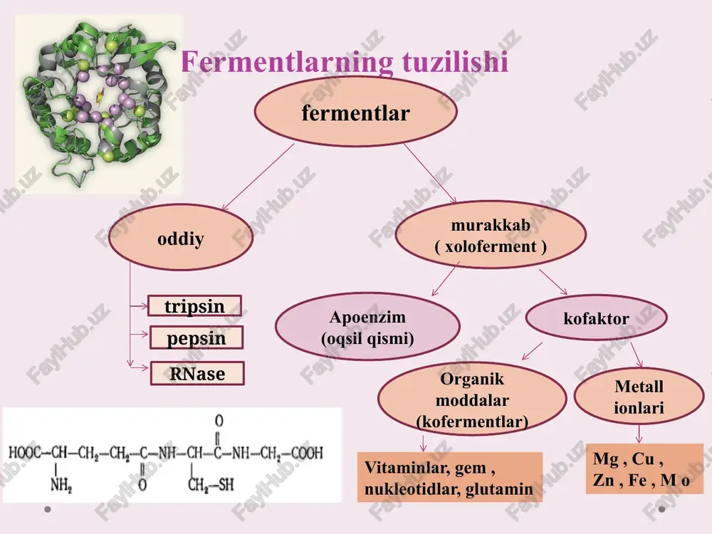 mentlarni faollashtirish usullari profermentlarning qisman proteolizi (ferment prekursorlari) - oqsil molekulasidan peptid fragmentining qisman ajralishi. misol: pepsinogen (m.m. = 40 kda ) molekulasining parchalanishidan n-uchidan 42 ta aminokislota aktiv pepsin holatiga o’tadi. qaytariladigan tartibga solish qaytarib bo'lmaydigan tartibga solish qaytarib bo'lmaydigan tartibga solish qaytariladigan tartibga solish protein-oqsil o'zaro ta'siri. aktivator oqsili ferment faolligini oshiradi , inhibitor oqsil ferment faolligini pasaytiradi (zuluk gurudin, antitrombin trombin faolligini pasaytiradi. 2. fermentlarning fosforillanishi-defosforillanishi (kovalent modifikatsiyasi ) qaytariladigan tartibga solish 3 . allosterik tartibga solish - oligomerik fermentlarning xarakteristikasi bo'lib, unda subbirliklarda ligand uchun boshqa, allosterik bog'lanish joyi - regulyator mavjud. ushbu regulyatorlar faollashtiruvchi yoki inhibitor bo'lishi mumkin. 4. uyushma tomonidan faoliyatni tartibga solish - oligomerik oqsillarning dissotsiatsiyasi. izofermentlar izofermentlar bir-biridan farq qiladigan bir fermentning bir nechta shakllaridir bir xil reaktsiyani katalizlaydigan fizik-kimyoviy xususiyatlar, lekin turli organlar va to'qimalarda. misol . laktat degidrogenaza . transformatsiya reaktsiyasini katalizlaydi sut kislotasi ( laktat ) dan piruvik kislotaga …