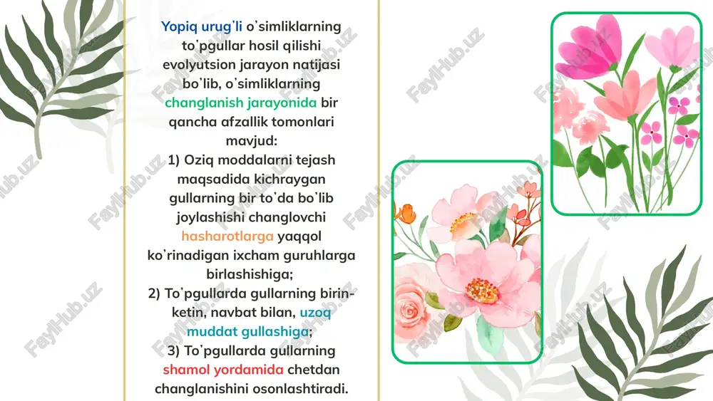 rning oʼqi doimo qisqa boʼlib, gul bilan tugallanadi. monoxaziy - bu tipdagi simoz toʼpgulning asosiy oʼqi faqat bitta yon oʼqni hosil qiladi. yon oʼqlar asosiy oʼqning yuqorigi qismida paydo boʼladi. monoxaziy ikkiga: gajak va ilonizi toʼpgullarga boʼlinadi. 1) ilonizi - asosiy oʼqning uchi gul bilan tugaydi va keyin oʼsmaydi. guldan pastda paydo boʼlgan ikkinchi tartibli oʼqlar asosiy oʼqning bir gal oʼng tomonida bir gal chap tomonida rivojlanib gul bilan tugaydi (gladiolus, gulsafsar). dixaziy - toʼpgulda asosiy oʼq gul bilan tugaydi, guldan pastki boʼgʼimda qarama–qarshi ѐki ketma-ket ikkita ikkinchi tartibli ѐn oʼqlar hosil boʼladi. bularning uchi ham gul bilan tugaydi. ikkinchi tartibli shox ham asosiy oʼqqa oʼxshash shoxlanadi (chinnigul). pleyoxaziy - simoz toʼpgul boʼlib, asosiy oʼqning oʼrniga kelgan bir qancha ѐn shoxlar deyarlik mutovka shaklida joylashadi va kuchli oʼsib asosiy oʼqdan uzunroq boʼladi (sutlama). yon oʼqlardagi toʼpgullar dixaziy va monoxaziy boʼlishi mumkin. e’tiboringiz uchun rahmat image1.png image2.png image3.svg image4.png image5.svg image6.png …