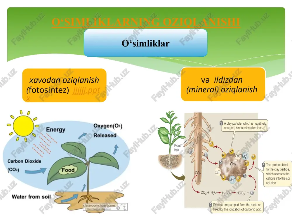 arbonat angidridni o‘zlashtirib, 500 kg ga yaqin organik moddalarni sintezlaydi. yuqorida ta’kidlab o‘tilganidek, fotosintezda o‘simliklar bargi orkali atmosfera xavosida karbonat angidridni o‘zlashtiradi. karbonat angidridni juda kam qismi (umumiy uzlashtiriladiganning 3–5% ga yaqin) o‘simliklarning ildiz tizimi orqali yutiladi. o‘simliklar bargi orqali atmosferadan kamroq oltingugurtni shuningdek, ildizdan tashqari oziqlantirishda azot, fosfor va ayrim mikroelementlarni o‘zlashtirishi mumkin. lekin tabiiy sharoitda barglar orqali uglerod o‘zlashtirilsa suv, azot va boshqa moddalarning asosiy qismi ildiz orqali yutiladi. er yuzidagi yashil o‘simliklar natijasida xar yili 120 mlrd t organik modda xosil qiladi. uning bir qismi dengiz va okean o‘simliklariga to‘g‘ri keladi. bu jarayonda o‘simliklar 200 mlrd t karbonat angidridni o‘zlashtirib, xavoga 145 mlrd t erkin kislorod ajraladi. xayot uchun zarur energiyaning ko‘p qismi okean va quruqlik o‘simliklarida xosil bo‘lishini e’tiborga olinsa, fotosintez energetikasi va mexanizmini o‘rganish qanchalar katta axamiyatga ega ekanligi ayon bo‘ladi. o‘simliklarning havodan oziqlanishini, ya’ni fotosintez jarayonini boshqarish ancha qiyin muammolardan biridir. bunga aksincha, o‘simliklarni …