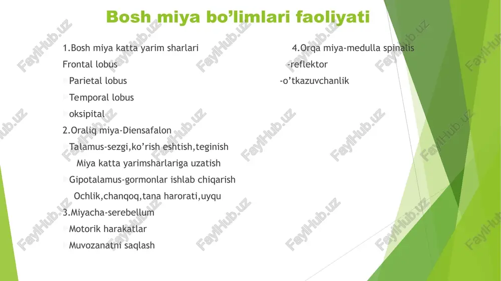 .bilvosita yo’llar orqali-kortexs striatum globus pallidus externus subhtalamic nucleus globus palladius internus talamus korteks. bu yo’l esa ortiqcha yoki keraksiz harakatlarni to’xtatadi. 3.dofamin ta’siri. substantia nigra pars compavta-dofamin ishlab chiqaradi. -to’g’ridan to’g’ri yo’lni faollashtiradi va bilvosita yo’lni bostiradi bu esa umumiy harakatni osonlashtiradi. 4.talamus orqali qayta aloqa. -bazal yadrolar talamus orqali orqa aloqa yo’li bilan miya po’stlog’iga ta’sir qiladi. bu esa harakatlarning aniqligi va muvofiqligini ta’minlaydi. patafiziologik holatlar -parkinson kasalligi- dophamin yetishmovchiligi sababli harakat sekinlashadi qaltirash,mushak qattiqligi paydo bo’ladi -xantington kasalligi-bazal yadrolardagi neyronlar degeneratsiyasi sababli harakatlar nazoratsiz bo’ladi -shizofriniya-dofaminergik proektsiyaning haddan tashqari faolligini oshishi natijasida yuzaga keladi. oraliq miya oraliq miya. oxirgi miya bilan o’rta miya oralig’ida joylashgan ikki yon tomonidagi katta yarim sharlarga qo’shilib ketgan. uning tarkibiga ko’ruv dp’mbog’i osti sohasi,do’mboq usti sohasi kiradi.oraliq miya bo’shlig’i 3-qorinchani tashkil etadi.ko’ruv do’mbog’ini lateral yuzasi yarim sharlar bilan qo’shilib keladi.medial yuzasi do’mboq osti sohasi bo’lib davom etadi.ko’ruv do’mbog’ini 3 ta asosiy yadrolari:lateral …