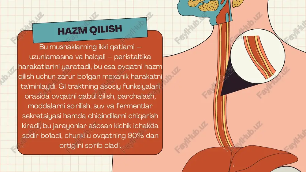 so'rilishi sodir bo'ladi, chunki ichak devoridagi villus va mikrovilluslar so'rilish mayda bo'lishini 600 marta oshiradi. kichik ichak sekretsiyasi o'z fermentlarini (enterokinaz, disaxaridazalar) va ichak bo'shlig'ini qoplaydigan silliq qavatni ishlab chiqaradi, ammo asosiy fermentlar poddoz qalqonsimon bez (pankreas) va jigar tomonidan ta'minlanadi. rahmat!