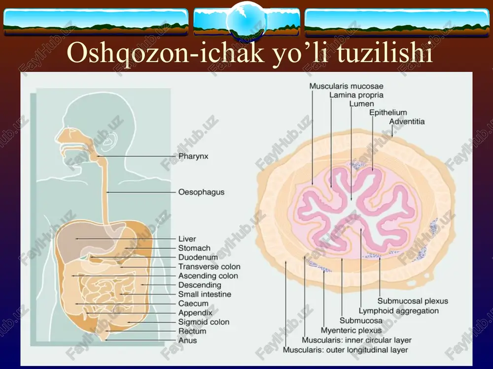 yalpi kolit iii. funksional tavsifi: a) motorika buzilishi (giper- va gipomotorli diskineziya) b) modda almashinuvining buzilishi (ionlarning va suvning gipersekretsiyasi, yo’g’on ichakda ionlar va suvning kuchaygan va susaygan absorbsiyasi) c) shilliq sekretsiyasining buzilishi (ko’paygan va kamaygan shilliq sekretsiyasi) iv. klinik tavsifi: a) kasallik davrlari: zo’rayish va tinchlanish b) asoratlari: -solyarit; -nospetsifik mezadenit; -koprostaz; -ichak tutilishi; patogenez etiologik omillarning yo’g’on ichak silliq qavatiga bevosita ta'siri peristaltika va ovqat massasining yo’g’on ichak bo’limlaridan o’tishining sekinlashishi mikrob va parazitlarning yo’g’on ichak devoriga toksik va toksiko-allergik ta'siri klinik ko’rinishi surunkali kolit aksariyat yoshi katta shaxslarda uchraydi. zirkiragan og’rik - qorinning pastki va yon bo’limlarida joylashadi, ovqat iste'molidan keyin kuchayadi, najas va yel ajralgandan so’ng, isitkich qo’yganda kamayadi. ich kelishining buzilishi: ich ketishi yoki qabziyat, ko’pincha ich ketishi bilan qotishi almashinib turadi. ichakning yetarli bo’lmagan bo’shanishi sezgisi qo’lansa xidli yel chiqishi va shilliqli yoki qon aralash najas, ich kelishiga soxta istak (tenezm). patologik jarayon yo’g’on …