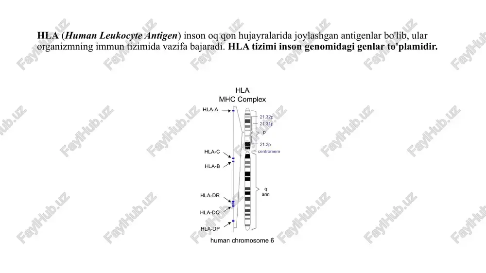 broblastlar tomonidan ishlab chiqariladi. u ham viruslarga qarshi immunitetni kuchaytirishga yordam beradi. - interferon-gamma (ifn-γ): t-hujayralar va natural killer (nk) hujayralari tomonidan ishlab chiqariladi. yallig'lanishni va o'z-o'zini himoya qilishni boshqaradi. - interferonlar viruslar bilan infeksiyalangan hujayralar tomonidan ishlab chiqariladi. ular atrofdagi sog'lom hujayralarga signal yuborib, ularning viruslarga qarshi himoyasini kuchaytiradi. - interferonlar immun tizimining faoliyatini kuchaytiradi, hujayra o'sishini nazorat qiladi va yallig'lanish jarayonlarini tahrirlaydi. ular shuningdek, t-hujayralar va b-hujayralar rivojlanishida muhim rol o'ynaydi. interferonlarning ba'zi shakllari dori sifatida ishlab chiqariladi. masalan: - interferon-alfa: gepatit b va c, ba'zi onkologik kasalliklar (masalan, skin melanoma) davolashda ishlatiladi. - interferon-beta: multiple skleroz bilan og'rigan bemorlar uchun mo'ljallangan terapilarga kiritiladi. - interferon-gamma: ba'zi immun tanqislik kasalliklarida qo'llaniladi. hla, sitokinlar va interferonlar immun tizimining muhim komponentlari bo'lib, ularning birgalikdagi ta'siri va o'zaro munosabatlari salomatlikni ta'minlashda muhim rol o'ynaydi. ular viruslarga qarshi kurashishda, yallig'lanish jarayonlarini boshqarishda va inmunologik javobni kuchaytirishda ahamiyatlidir. ushbu tizimlarning o'zaro bog'liqligi va …