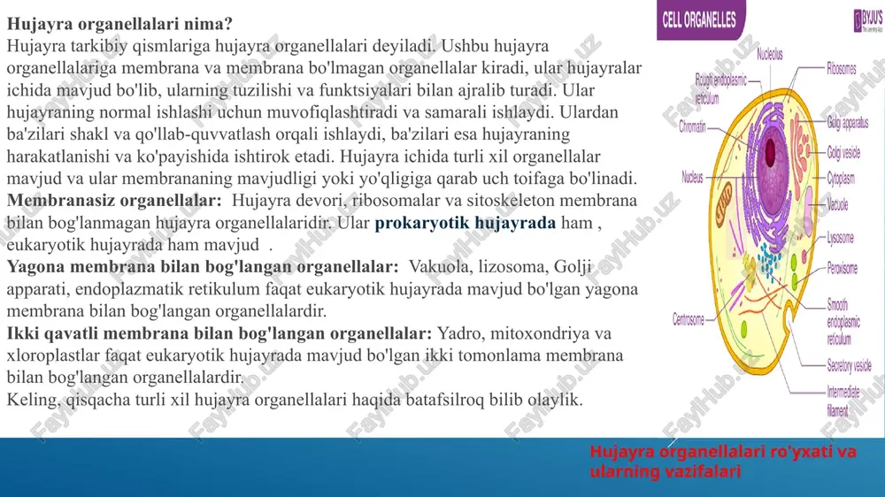 ning bir avloddan (ota-onadan) ikkinchisiga (nasl) meros bo'lib o'tishiga yordam beradi. demak, yadro tanamizdagi hujayralarning belgilari va funktsiyalarini boshqaradi. yadroning asosiy vazifasi dnkning genetik ma'lumotlaridan foydalanish orqali hujayra faoliyatini, shu jumladan metabolizm va o'sishni kuzatishdir. yadrodagi yadrochalar oqsil va rnk sintezi uchun javobgardir. yadro endoplazmatik retikulum nima? endoplazmatik retikulum ikki shaklda namoyon bo'ladi: yuzasi ribosoma bilan qoplangan, ikkinchisi silliq sirtli. ikkinchisi silliq endoplazmatik retikulum, birinchisi esa qo'pol endoplazmatik retikulum deb ataladi . bu membranalar uzluksiz burmalar hosil qilib, oxir-oqibat yadro membranasining tashqi qatlamini birlashtiradi . sperma hujayralari va qizil qon hujayralaridan tashqari, endoplazmatik retikulum eukaryotik hujayralarning boshqa har bir turida kuzatiladi. mitoxondriya mitoxondriyalar hujayra uchun energiyaga boy molekulalarni ishlab chiqarganligi sababli hujayraning quvvat markazlari deb ataladi. mitoxondriyal genom bir nechta organizmlarda ona tomonidan meros bo'lib o'tadi. bu deyarli barcha eukaryotik hujayralarda uchraydigan, qo'sh membrana bilan bog'langan, kolbasa shaklidagi organelladir. ikki qavatli membranalar uning lümenini ikkita alohida suvli bo'linmaga ajratadi. ichki …