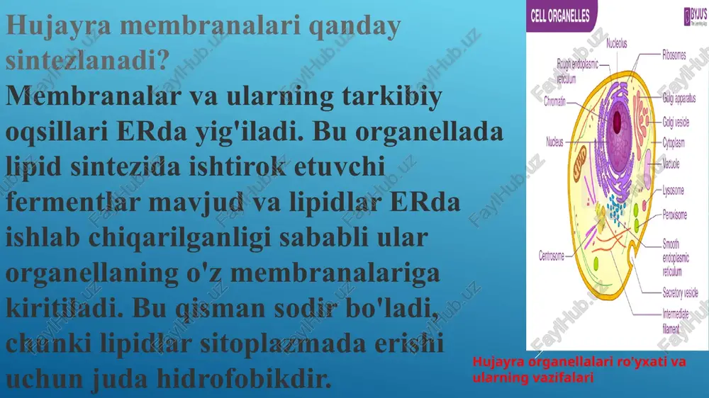 a chiqaradi. golji apparati nima qiladi? golji apparati molekulyar yig'ish liniyasi vazifasini bajaradi, unda membrana oqsillari translatsiyadan keyingi keng ko'lamli modifikatsiyadan o'tadi. ko'pgina golji reaktsiyalari membrana oqsillari va ajratilgan oqsillarga shakar qoldiqlarini qo'shishni o'z ichiga oladi. golji membrana oqsillariga biriktiradigan uglevodlar ko'pincha juda murakkab va ularning sintezi bir necha bosqichlarni talab qiladi. elektron mikrografiyada golji apparati yassilangan qoplar to'plamiga o'xshaydi. erdan chiqib ketadigan vesikulalar cis-golgi deb ataladigan eng yaqin golji membranalari bilan birlashadi . keyin molekulalar golji apparati bo'ylab vesikulyar transport orqali o'tadi, ular trans-golji deb ataladigan er dan eng uzoq qoplarda yig'ish liniyasining oxiriga etib boradilar . yig'ish liniyasi bo'ylab har bir ish stantsiyasida golji fermentlari turli reaktsiyalarni katalizlaydi. keyinchalik, membrana lipidlari va oqsillari pufakchalari trans-goljidan chiqib ketganda, ular o'zlarining tegishli joylariga - lizosomalarga, saqlash pufakchalariga yoki plazma membranasiga yo'naltiriladi lizosomalar makromolekulalarni o'zlarining tarkibiy qismlariga parchalaydi, keyinchalik ular qayta ishlanadi. ushbu membrana bilan bog'langan organellalarda oqsillar, nuklein kislotalar, lipidlar …