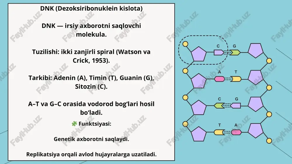 irsiyatning molekulyar asoslari - Page 3
