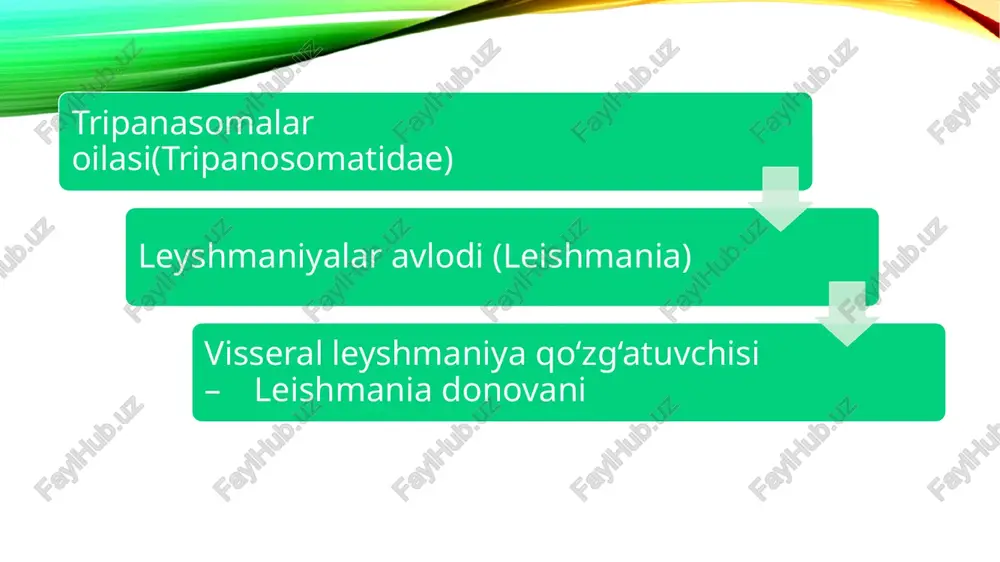 tashuvchisi se-se pashshasi trypanasoma rhodesiense hayotiy sikli : 1- se-se pashshasi (glossina morsitans) 2- uyqu kasalligining rodeziya formasi tashuvchisi, 3- tashuvchi organizmidagi tripanosomalar rezervuari- antilopalar. tripanosoma gambienzening hayotiy sikli : 1 -sese pashshasi (glossina palpalis) uyqu kasalligining gambiya formasining tashuvchisi 2- tashuvchi organizmidagi tripanosoma, 3-tripanosomalar rezervuari- cho‘chqalar. xo‘jayin organizmidagi tripanosoma (v): 1 - xivchin, 2 - yadro, 3 - blefaroplast, 4 - parabazal tanacha, 5 –xilpillovchi menbrana, 6 – eritrositlar chagas kasalligining tashuvchisi – triatom qandala urogenital trixomonada (trichomonas vaginalis) -urogenital' yoki qin trixomonozi qo‘zg‘atuvchisi. geografik tarqalishi - hamma joylarda uchraydi. xo‘jayin organizmida joylashishi. parazit erkaklarda siydik yo‘llari, siydikpufagi va prostata bezida, ayollarda esa siydik yo‘llarida, qinda, siydik pufagidayashaydi. profilaktikasi. shaxsiy gigiena va jinsiy aloqalar gigienasiga amal qilishorqali kasallik oldi olinadi. morfologiyasi. ichak trihxomonadasiga qaraganda yirikroq, orqa qismidao‘tkir o‘simta ko‘rinib turadi hayot sikli. parazitning faqat vegetativ shakli mavjud. sista hosil qilmaydi.jinssiz usulda ko‘payadi. faqat odamlarda parazitlik qiladi laboratoriya tashxisini qo‘yishi …