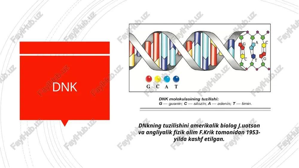 otid bo‘lishi nazarda tutilsa, 43 = 64 ta kod hosil bo‘ladi. bitta aminokislota 2, 3, 4, 6 ta kod yordamida kodlanar ekan. genetik kod 1962-yili amerika bioximiklari m. nirenberg va s. ochaolar tomonidan aniqlangan. genetik kodning xususiyatlari genetik kodning xususiyatlari: har bir aminokislotani nukleotidlar tripleti kodlaydi har bir triplet (kodon) bitta aminokislotani ifodalaydi. bitta aminokislotani bir necha triplet kodlashi mumkin. genetik kod barcha tirik organizmlar uchun universal. genetik kodning 61 tasi «ma’noli», ya’ni ma’lum aminokislotalarni ifodalovchi tripletlardir. uga, uaa, uag aminokislotalarni ifodalamaydi. ular polipeptid zanjirining tugallanishini bildiruvchi terminator kodonlardir xulosa demak, matritsali sintez reaksiyalari orqali genetik axborotning uzatilishi organizmlarning ko‘payishi, regeneratsiyasi, hujayralarning bo‘linishi kabi jarayonlar ta’minlanadi. e’tiboringiz uchun raxmat! image1.jpeg image2.jpeg image3.jpeg image4.jpeg image5.jpeg image6.jpeg image7.jpeg /docprops/thumbnail.jpeg