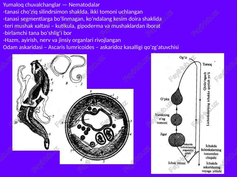 i. odam askaridasininv hayot sikli antroponoz— faqat odam organizmida parazitlik qiladi geogelʼmint odam uchun invazion — lichinkali tuxumlar migratsiya davrini o‘tadi lichinkalar migratsiyasi 2 xafta davom etadi yetuk shaklga aylanish uchun 70-75 kun ketadi yetuk shakli 1 yilgacha yashashi mumkin patogen ta'siri. askarida metabolitlarining zaharli ta'siri natijasida bosh og‘rigi, ko‘ngil aynish, mehnat qobiliyati susayishi kuzatiladi. ayniqsa yosh bolalarda ichakni to‘sib qo‘yishi mumkin. lichinkalar migratsiyasi vaqtida allergik reaksiyalar va pnevmoniya kuzatilishi mumkin (migratsion askaridoz) laboratoriya tashhisi - axlatda tuxumlarni, balg‘amda lichinkalarni tekshirishga asoslangan. profilaktikasi. shaxsiy profilaktikasi qo‘lni yaxshilab yuvish, sabzavot va mevalarni issiq suvda yaxshi yuvib iste’mol qilishga asoslangan. jamoat profilaktikasi - odamlar yashash joylarini obodonlashtirish, vodoprovodlashtirish, kanalizatsiyalashtirish, kasallarni davolash, degel'mintizatsiyalash, pashshalar, suvaraklarga qarshi kurash, sanitariya-oqartuv ishlarini yo‘lga qo‘yish orqali amalga oshiriladi. ostritsa - enterobius vermicularis - enterebioz kasalligi qo'zg'atuvchisi parazit yashash joyi. odamning ingichka ichagi pastki qismida va yo‘g‘on ichakning boshlang‘ich qismida parazitlik qiladi. geografik tarqalishi. hamma joyda uchraydi, odam …