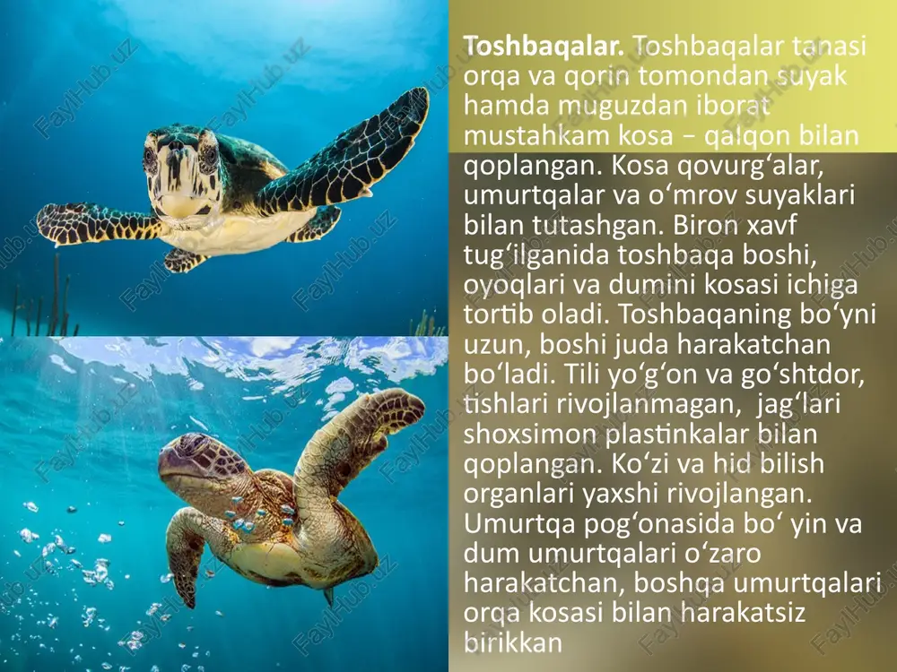 i? timsohlar suvda yashashga qanday moslashgan? timsohlarning murakkab tuzilish belgilari nimalardan iborat? sudralib yuruvchilar qanday kelib chiqqan? image2.jpeg image3.jpeg image4.jpeg image5.jpeg image6.jpeg image7.jpeg image8.jpeg image9.jpeg image10.jpeg image11.jpeg image12.jpeg image13.jpeg image1.jpeg /docprops/thumbnail.jpeg