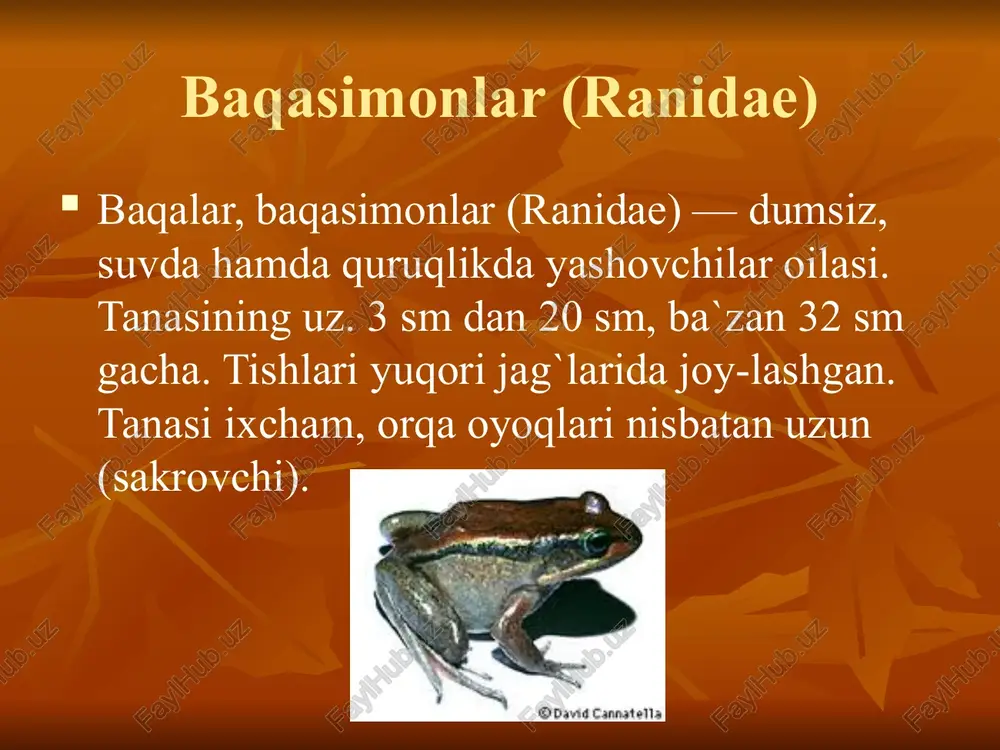 baqasimonlar (ranidae) - Page 3