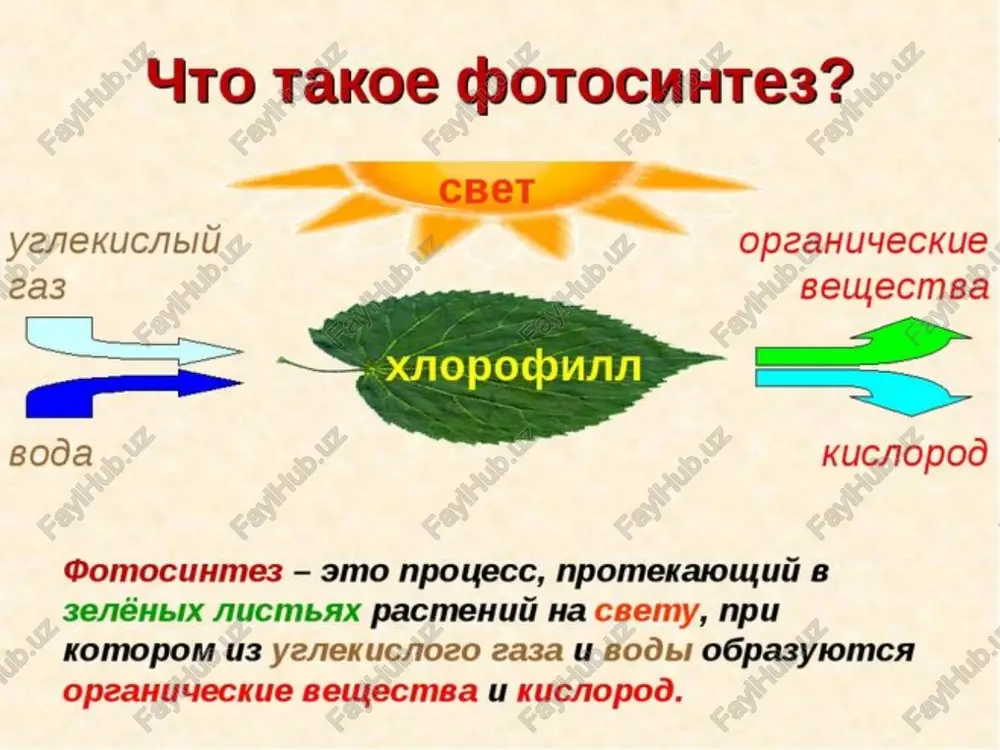 (s40n56) ksantofillar 1.lyutein (s40n56o2) 2.violaksantin (s40n56o4) karotinoidlar tulqin uzunligi qisqa bo'lgan (480-530 nm) ko'kbinafsha va kuk nurlarni qabul qilib, xlorofill “a“ ga etkazib beradi hamda fotosintez jarayonida ishtirok etadi. suv ostida yashovchi o'simliklarda xlorofill “a“ va karotinoidlardan tashqari maxsus pigmentlar ham borki, ularga fikobilinlar kiradi. fikobilinlar fikoeritrin (c34h47n4o8) - kizil suvo'tlarining pigmentidir. fikotsianin (s34n47 n4o9) - kuk-yashil suv o'tlarining pigmenti xloroplastlar uch xil yo'l bilan hosil bo'ladi: oddiy bo'linish yo'li, kurtaklanish va hujayra yadrosi orqali mavzuni mustahkamlash uchun savollar: 1. fotosintezni o'rgangan olimlar va ular o'tkazgan tajribalarini ayting. 2. plastidalar va ularning vazifalari 3. plastidalar ontogenezi va filogenezi e'tiboringiz uchun rahmat! image1.jpeg image2.jpg image3.jpg image4.jpg image5.jpg image6.jpg image7.jpeg image8.jpg image9.jpeg image10.jpg image11.jpeg image12.jpg image13.jpg image14.jpg image15.jpeg image16.jpg image17.jpg image18.jpg image19.jpg image20.jpg image21.jpeg image22.jpeg image23.jpeg image24.jpeg image25.jpg image26.jpg image27.png image28.jpg image29.jpg image30.jpg image31.jpeg /docprops/thumbnail.jpeg