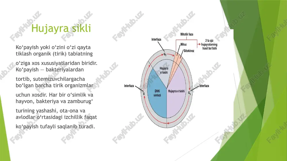 n torayishi natijasida hujayra teng ikkiga bo‘linadi. o‘simlik hujayralarida esa hujayraning o‘rtasida sitoplazma- tik membrana paydo bo‘lib, hujayraning chetiga tarqala boshlay- di. bunda hujayrani teng ikkiga bo‘luvchi ko‘ndalang to‘siq pay- do bo‘ladi. keyin esa sellyuloza qobig‘i hosil bo‘ladi. mitoz bos- qichlari juda qisqa bo‘lib, 30 daqiqadan 3 soatgacha davom etadi. mitozning biologik ahamiyati – mitoz natijasida hosil bo‘lgan har bir yangi hujayra xuddi ona hujayradagidek bir xil xro- mosoma to‘plami va bir xil genlarga ega bo‘ladi. meyoz jinsiy usulda ko‘payadigan organizmlarda o‘ziga xos bo‘linish usuli meyoz kuzatiladi. meyoz so‘zining ma’nosi kamayish de- makdir. meyoz natijasida diploid to‘plamga ega bo‘lgan birlamchi jinsiy hujayralardan gaploid to‘plamli jinsiy hujayralar hosil bo‘ladi. meyoz ketma-ket keladigan ikkita bo‘linish bosqichlaridan iborat har bir miyoz boʻlinishi xuddi mitoz singari toʻrt bosqichda: profaza,metafaza, anafaza, telofazaga bo‘linadi. ularni farq qilish uchun birinchi bo‘linish fazalari oldiga i, ikkinchi bo‘linish fazalari oldiga ii raqami qo‘yiladi meyoz ham xuddi mitoz kabi interfazadan …