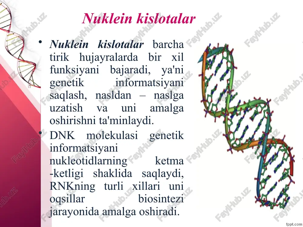 ng tuzilishi va strukturasi birlamchi strukturasi. rnk ning molekulasida ribonukleotidlar (amf, gmf, smf, va umf) bir-birlari bilan fosfor kislatasi qoldig’i va riboza orqali birikib, ribopolinukleotid zanjirini hosil qiladi. polinukleoted zanjirida ribonukleotidlarning ma’lum izchilikda ketma – ket joylashishi rnk molekula sining birlamchi strukturasini tashkil qiladi. rnk ikkilamchi strukturasi rnkning turi ham hujayraning funksional xolatiga bog’liq bo’ladi. rnkning molekulalari bitta zanjirdan iborat bo’lib, uning ba'zi qismlari zanjir ichidagi vodorod bog’lari hisobiga spirallashgan va qat-qat bo’lishi mumkin. transport rnklarning ikkilamchi strukturasi yaxshi o’rganilgan bo’lib, u “beda bargining” formasiga (shakliga) o’xshash. informatsion rnk (irnk) bajaradigan funksiyalariga qarab rnklarni uch turga ajratiladi: informatsion, ribosomal va transport rnklar. informatsion rnk hujayraning tahminan rnk sini tashkil qiladi, tarkibida 75 – 3000 nukleotid tutadi. molekulyar massasi – 2,5•104 - 1•106 da. hujayraning yadrosi va sitoplazmada uchraydi. oqsil sintezi jarayonida matritsa vazifasini bajaradi. ribosomal rnk (rrnk) hujayraning 80 – 90% ni rnk tashkiladi, tarkibida 100 – 3100 nukleotid tutadi …