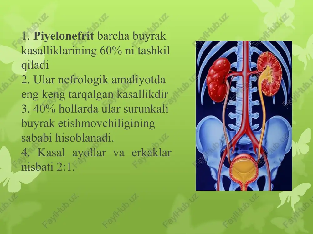 monal sabablar (balog'at yoshi, homiladorlik) ta'sirida sfinkterlarning ishida buzilish mavjud bo'lib, bu vezikoureteral reflyuksiyaga olib keladi. urodinamik buzilishlarning organik sabablari siydikning obstruktsiyasi va turg'unligiga olib keladi (urolitiyoz, prostata adenomasi, siydik yo'llarining rivojlanishidagi strikturalar va anomaliyalar). patogenez , tananing reaktivligi va siydikning chiqishi va siydikning turg'unligini buzilishiga olib keladigan bir qator mahalliy sabablar katta ahamiyatga ega . xuddi shu sabablar kasallikning takroriy surunkali kursi ehtimolini tushuntiradi. siydik chiqarish yo'llarida funktsional va morfologik o'zgarishlarga olib keladigan infektsiyalangan mikroorganizmlar siydikning turg'unligiga, buyrakdan venoz va limfa chiqishining buzilishiga olib keladi, buyraklarda infektsiyani fiksatsiya qilishga yordam beradi, yallig'lanish infiltratlarining o'choqli va polimorf zonalarini keltirib chiqaradi va bitta interstitiumning yiringlashiga olib keladi. yoki ikkala buyrak. naychalarning interstitsial to'qimalari, keyin esa nefronlar ta'sir qiladi . ikkilamchi buyrak ajinlarigacha produktiv endarterit, tomirlarning o'rta qobig'ining giperplaziyasi, gialinoz, arterioloskleroz hodisalari mavjud. so'nggi yillarda surunkali pielonefritning rivojlanishida otoimmün reaktsiyalar ma'lum rol o'ynaydi : bakterial antijenler ta'sirida immunoglobulin g va komplement glomerulyar …